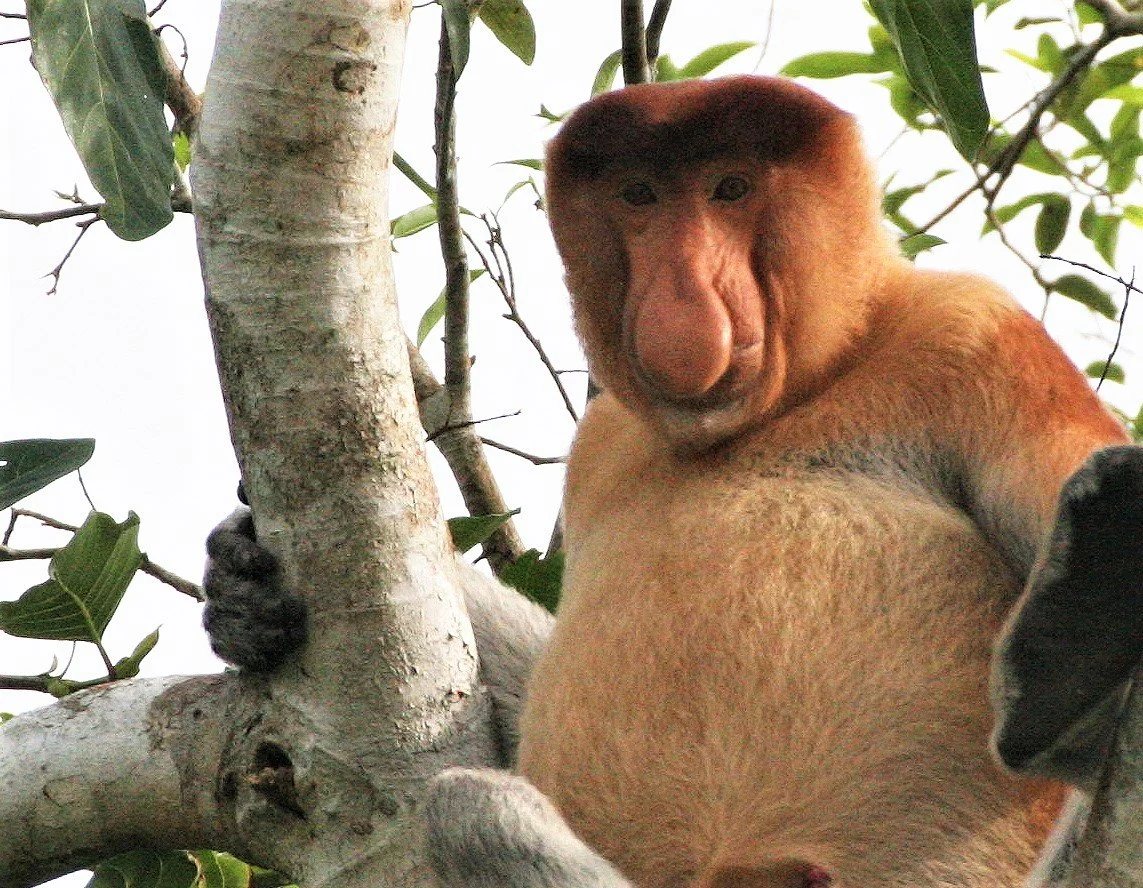 CERCOPITHECIDAE - Nasalis larvatus - PROBOSCIS MONKEY - KINABATANGAN RIVER BORNEO  aa12.jpg