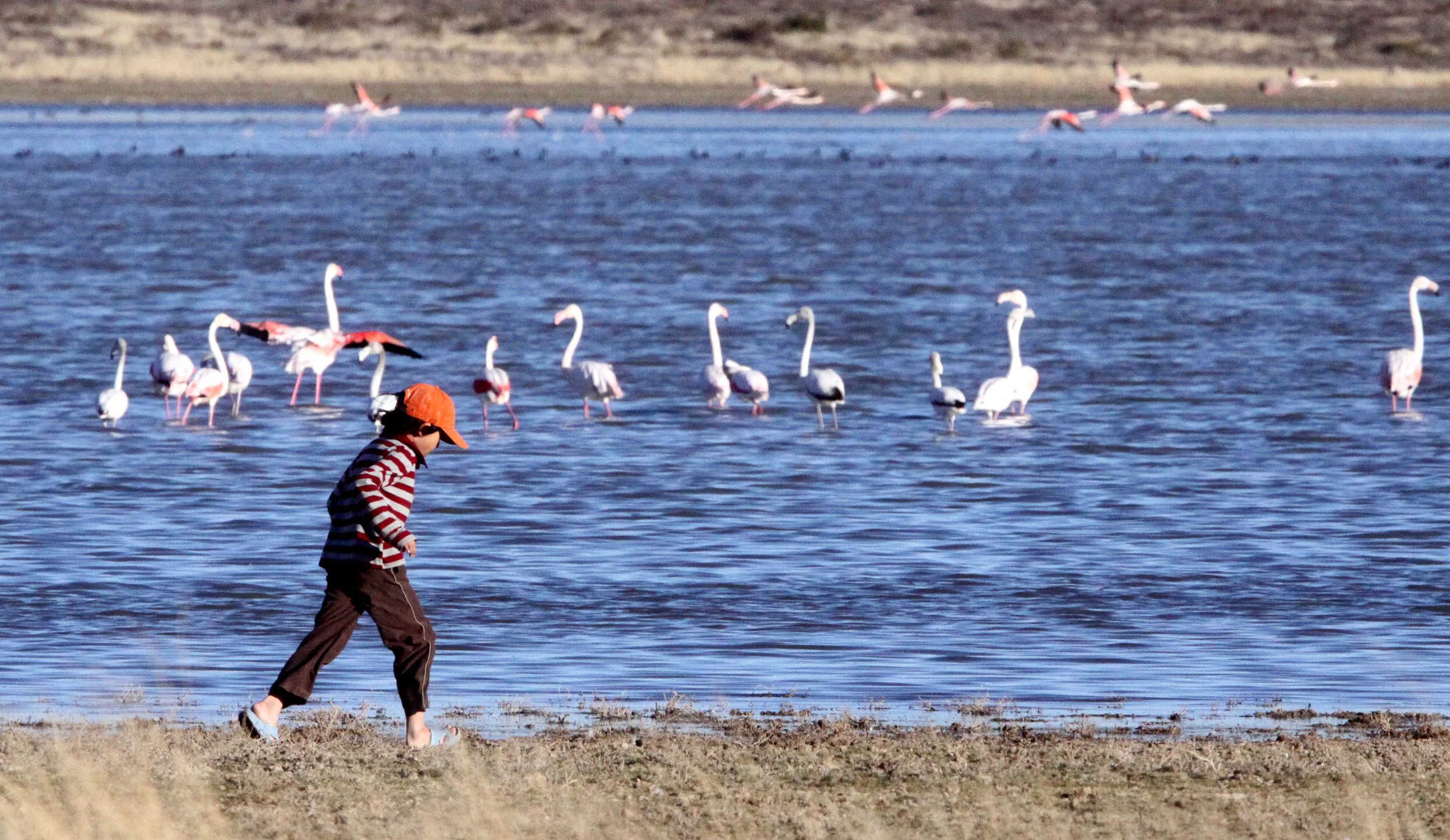 Phoenicopterus roseus - Greater Flamingo - Cokie with Flamingos at Marrick Camp South Africa (4).JPG