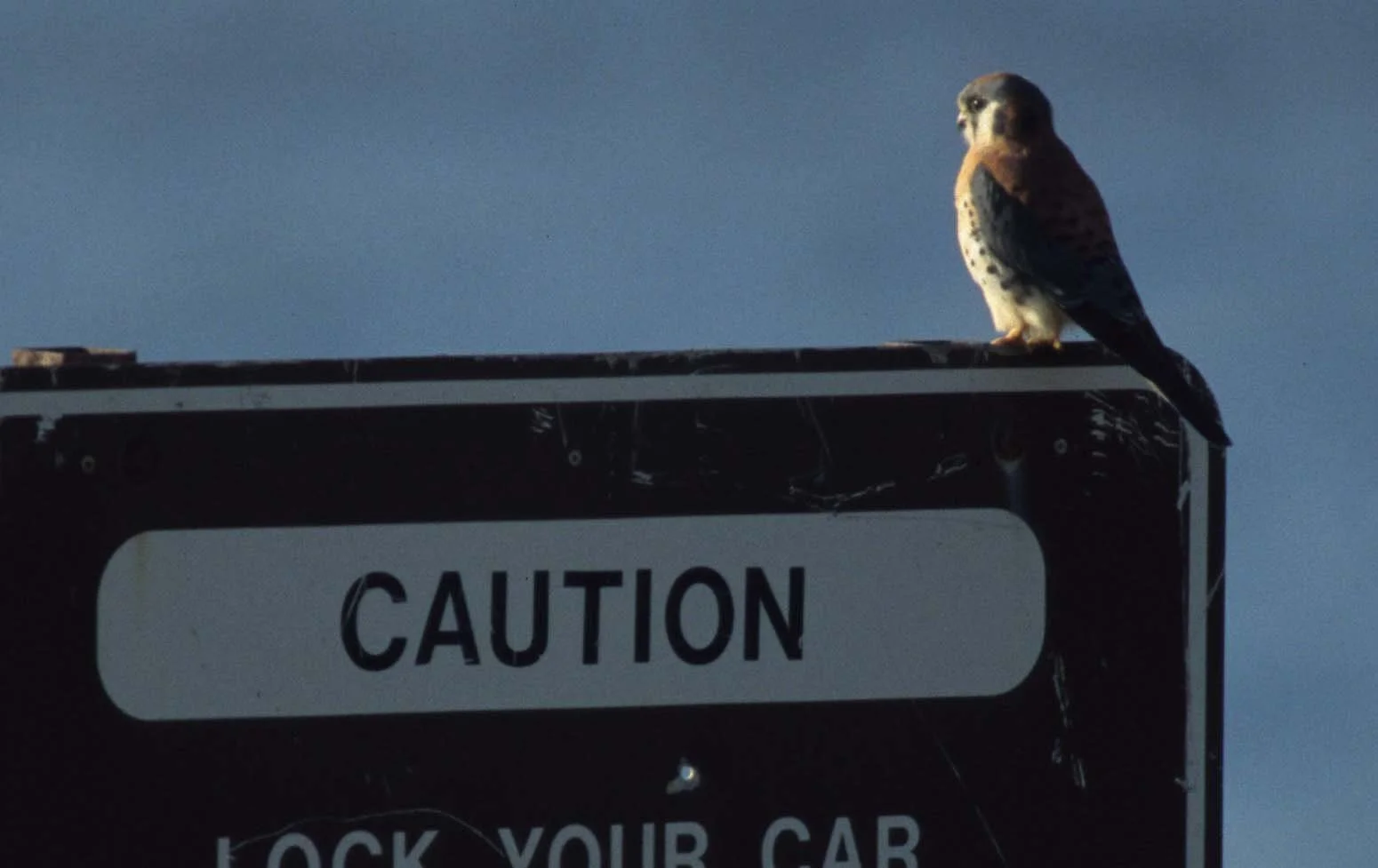 BIRD - AMERICAN KESTREL - REDWOODS NP AREA.jpg