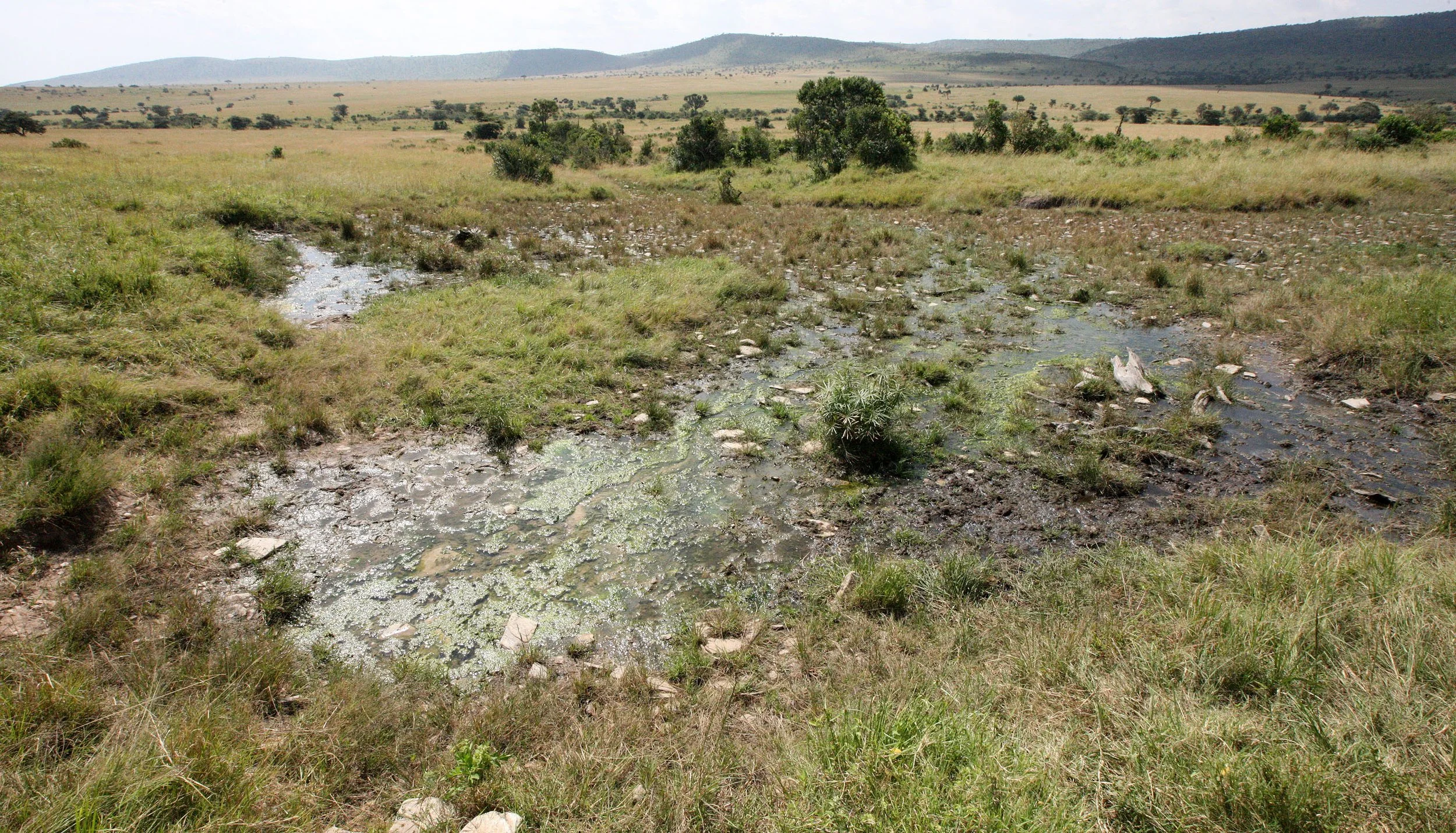 MASAI MARA NATIONAL PARK KENYA (22).JPG