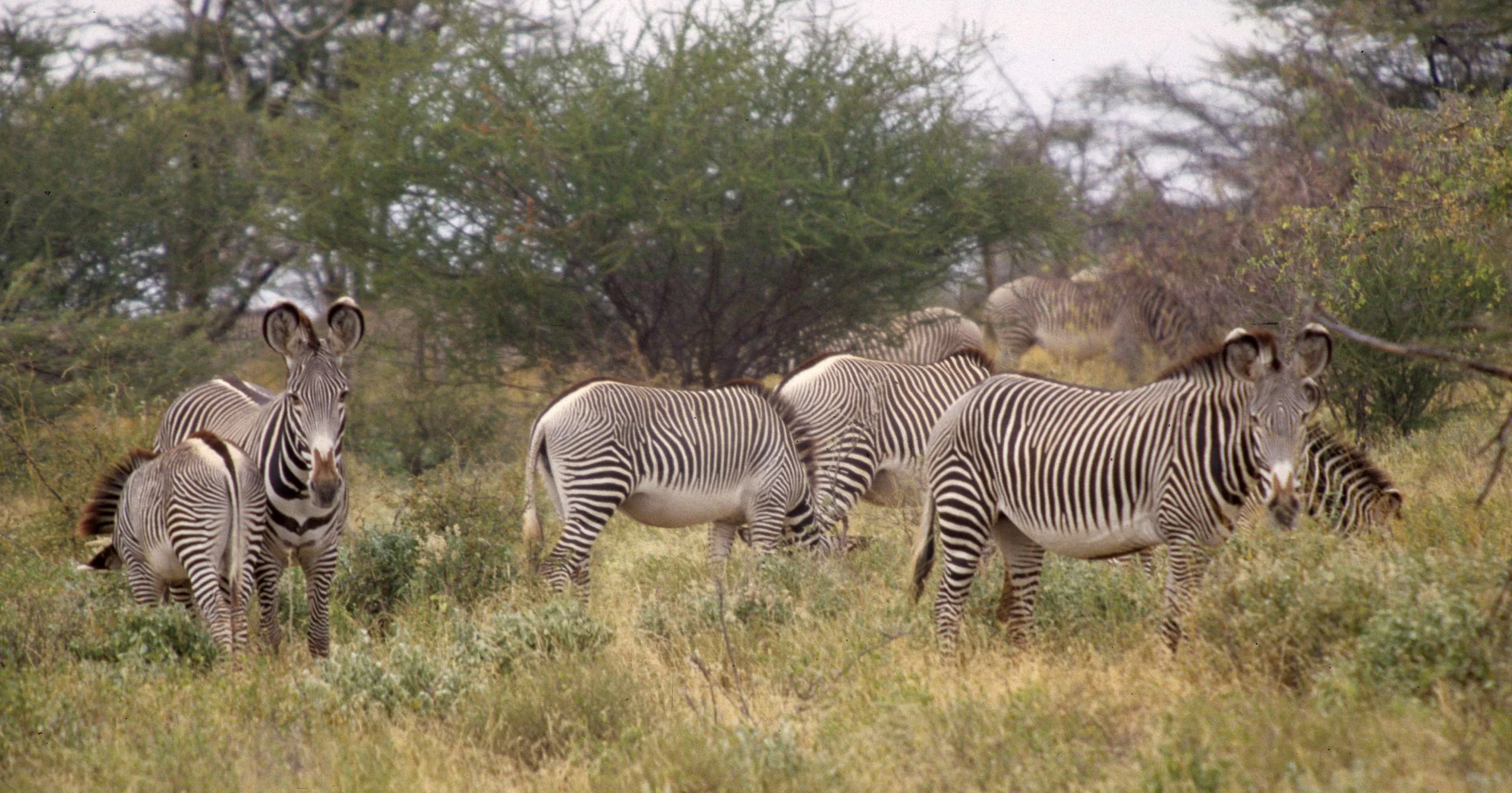 EQUIN - ZEBRA-GREVYS-SHABA (10).jpg