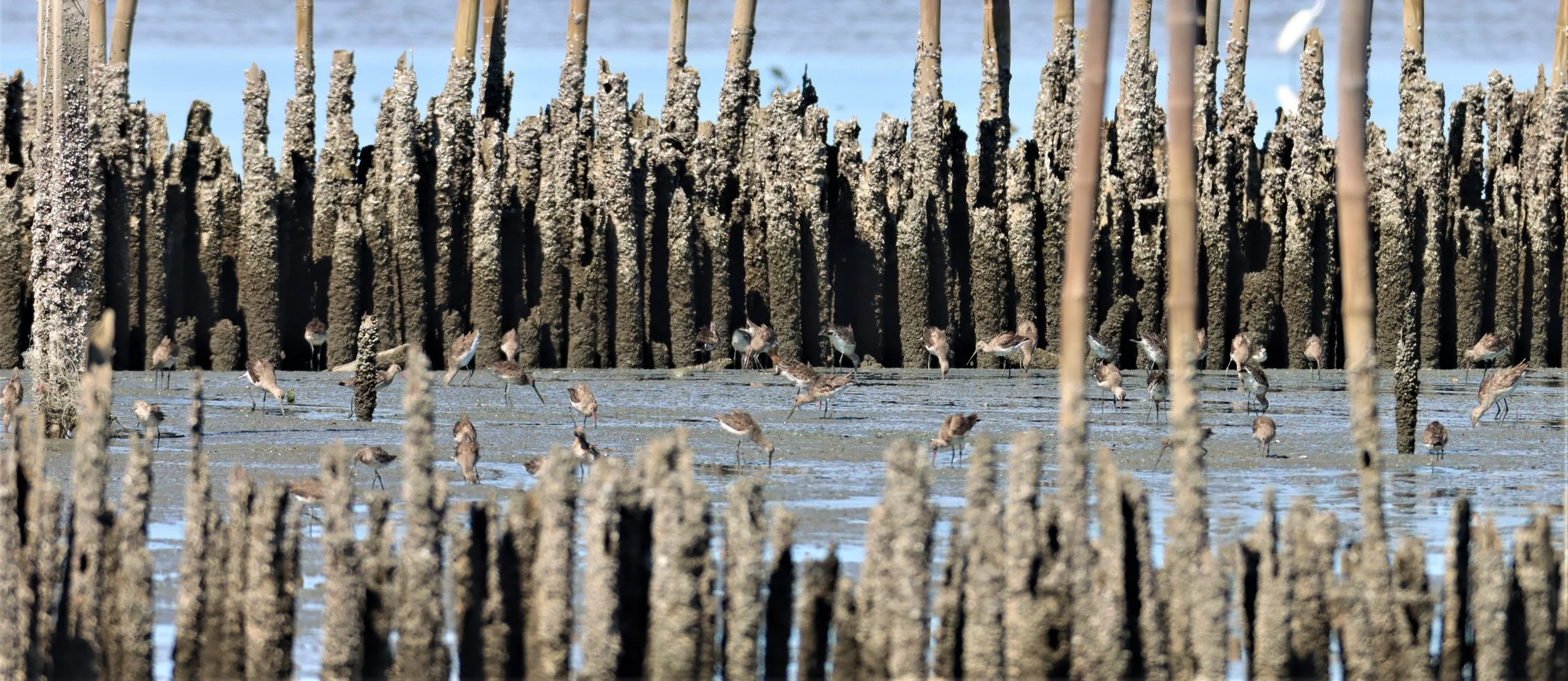 GODWIT - BLACK-TAILED GODWITS - Limosa limosa - Mangrove Forest Research Center Samut Sakorn.jpg