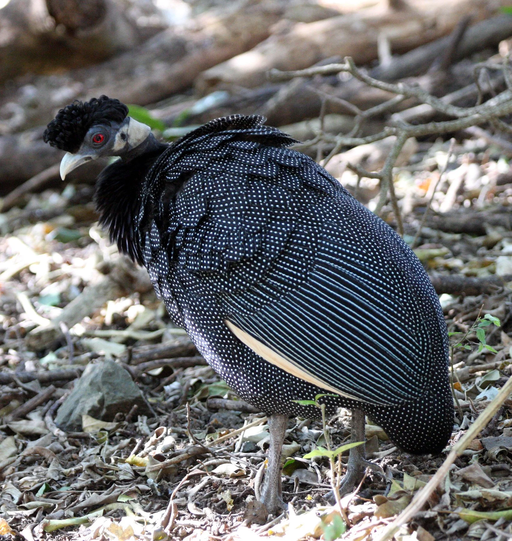 BIRD - GUINEAFOWL - CRESTED GUINEAFOWL - IMFOLOZI NATIONAL PARK SOUTH AFRICA (5).JPG