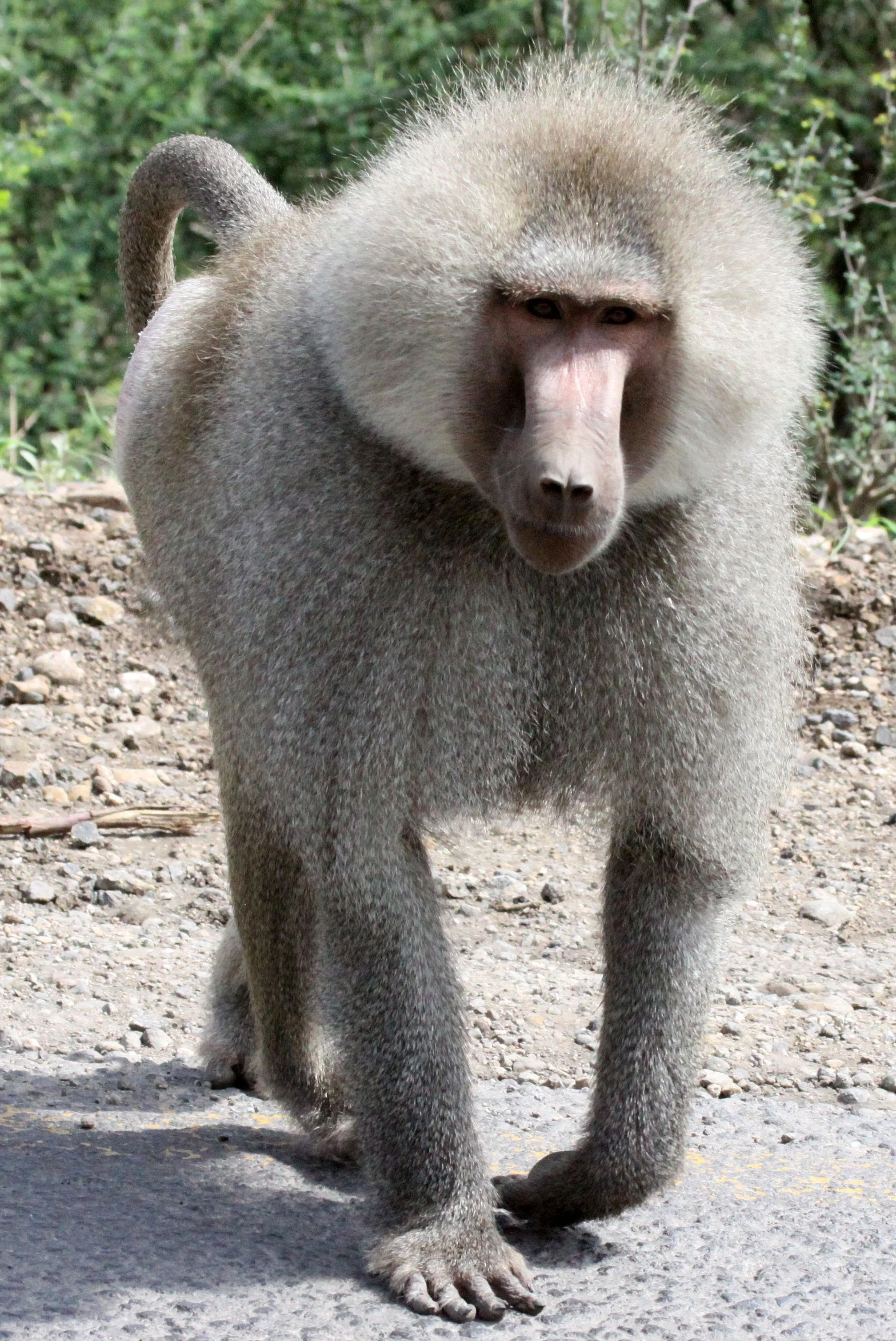 CERCOPITHECIDAE - Papio hamadryas - HAMADRYAS BABOON - AWASH NATIONAL PARK ETHIOPIA (221).JPG