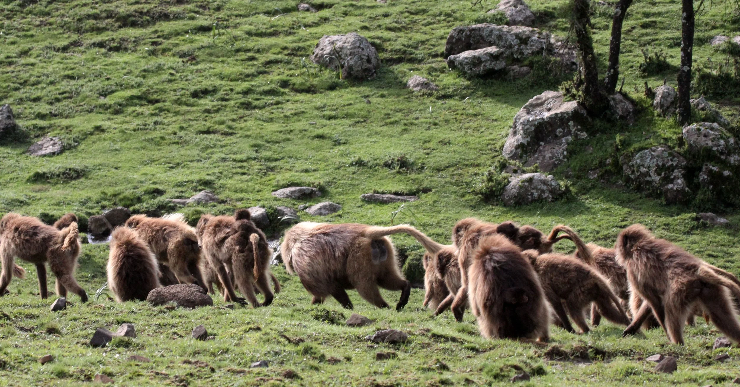 CERCOPITHECIDAE - Theropithecus gelada - GELADA - SIMIEN MOUNTAINS NATIONAL PARK ETHIOPIA (1579).JPG