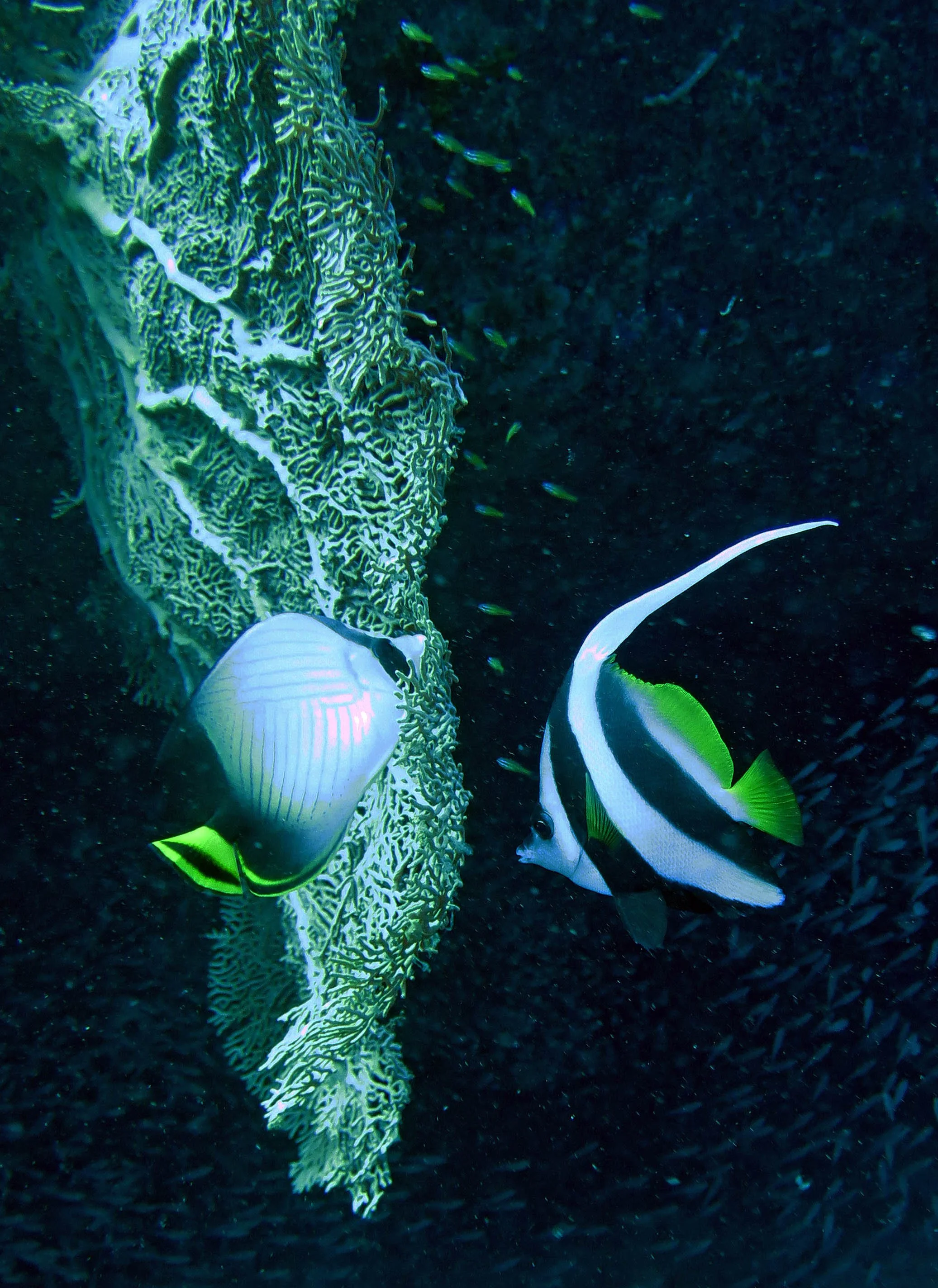 Chaetodontidae - Heniochus acuminatus - Longfin Bannerfish - Heniochus acuminatus & Vagabond Butterflyfish - Similan Islands Marine Park Thailand 