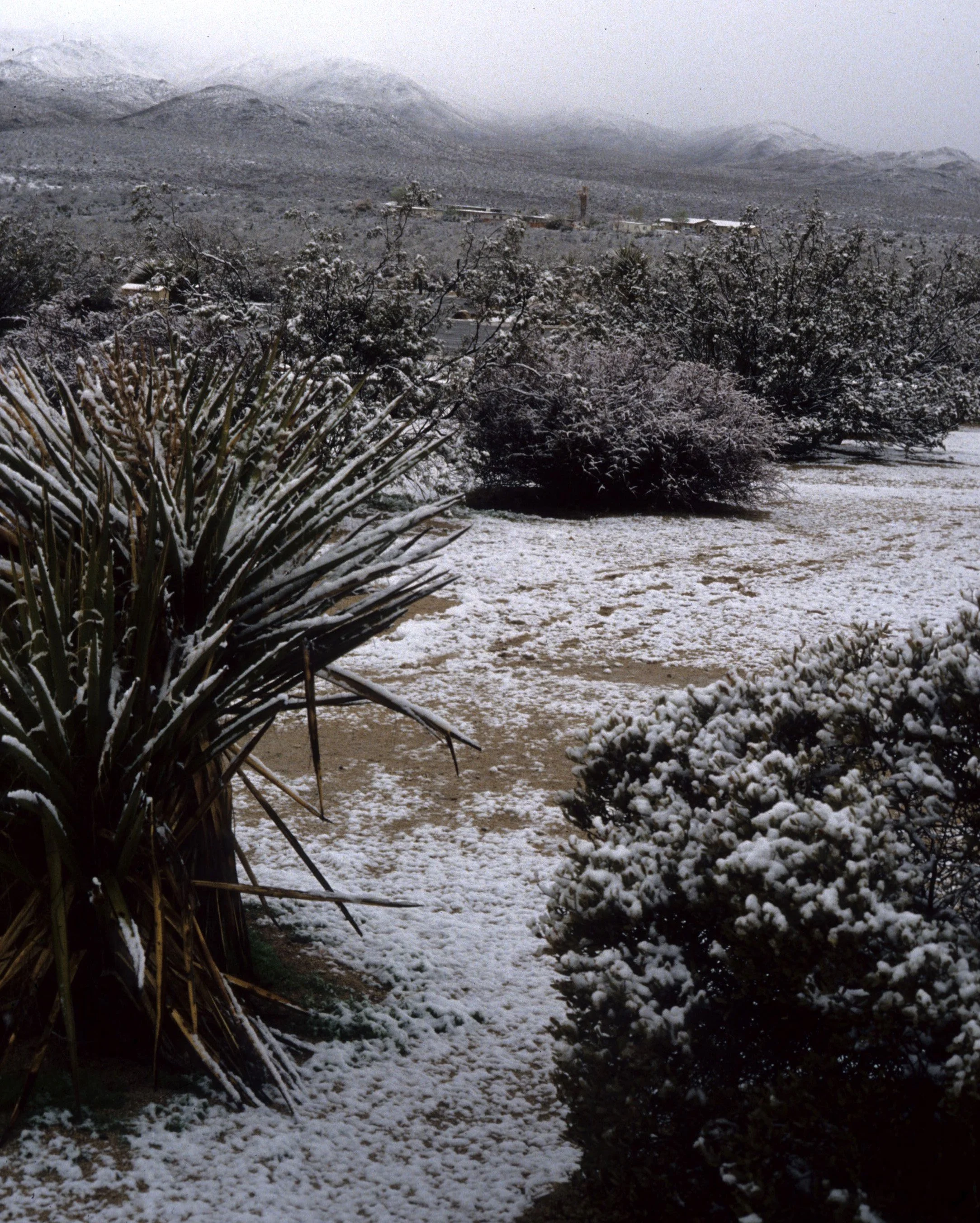 JOSHUA TREE - SNOW IN SPRING.jpg