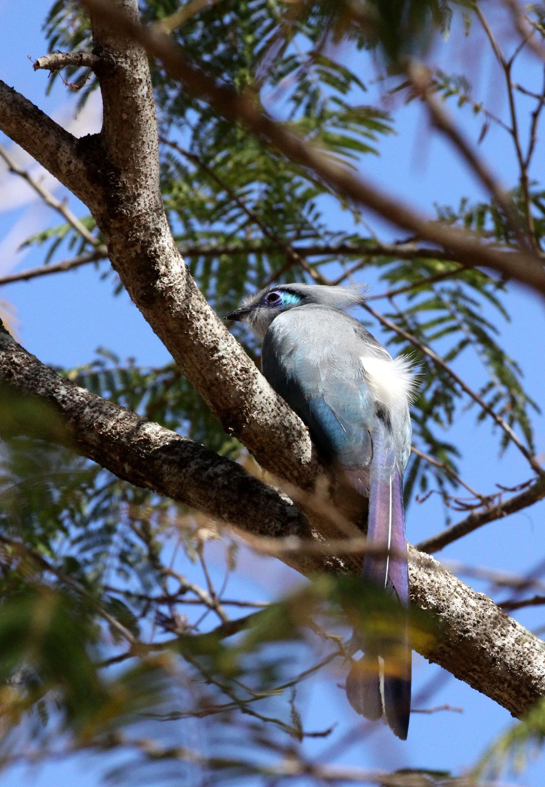 Crested Coua (Coua cristata) Kirindy NP Madagascar (1).JPG
