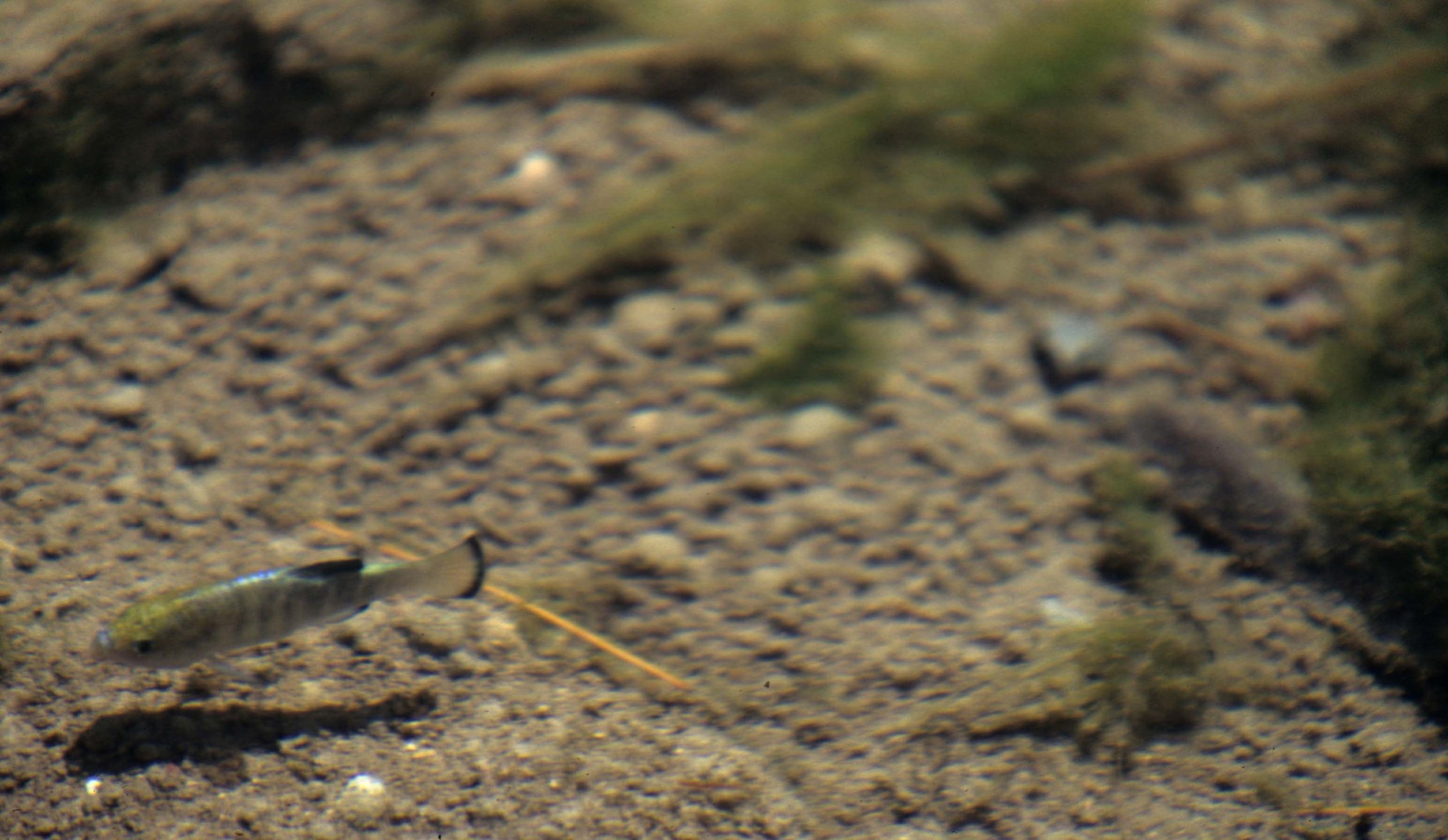 Family Cyprinodontidae - Pupfish — Coke Smith Wildlife