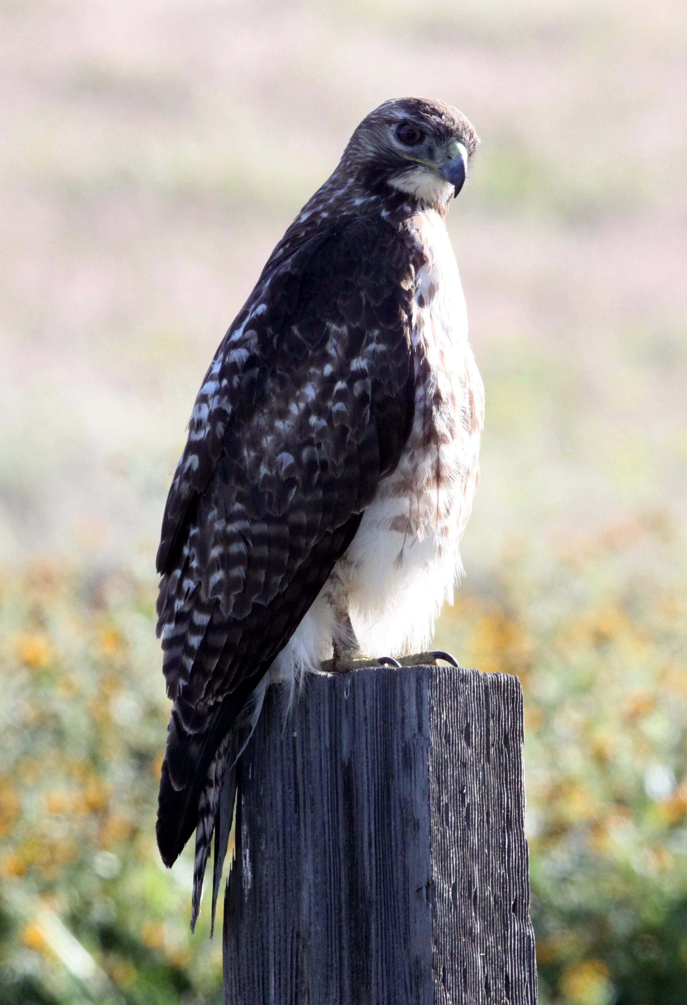 Buteo regalis - FERRUGINOUS HAWK - CARRIZO PLAIN NATIONAL MONUMENT (4).JPG