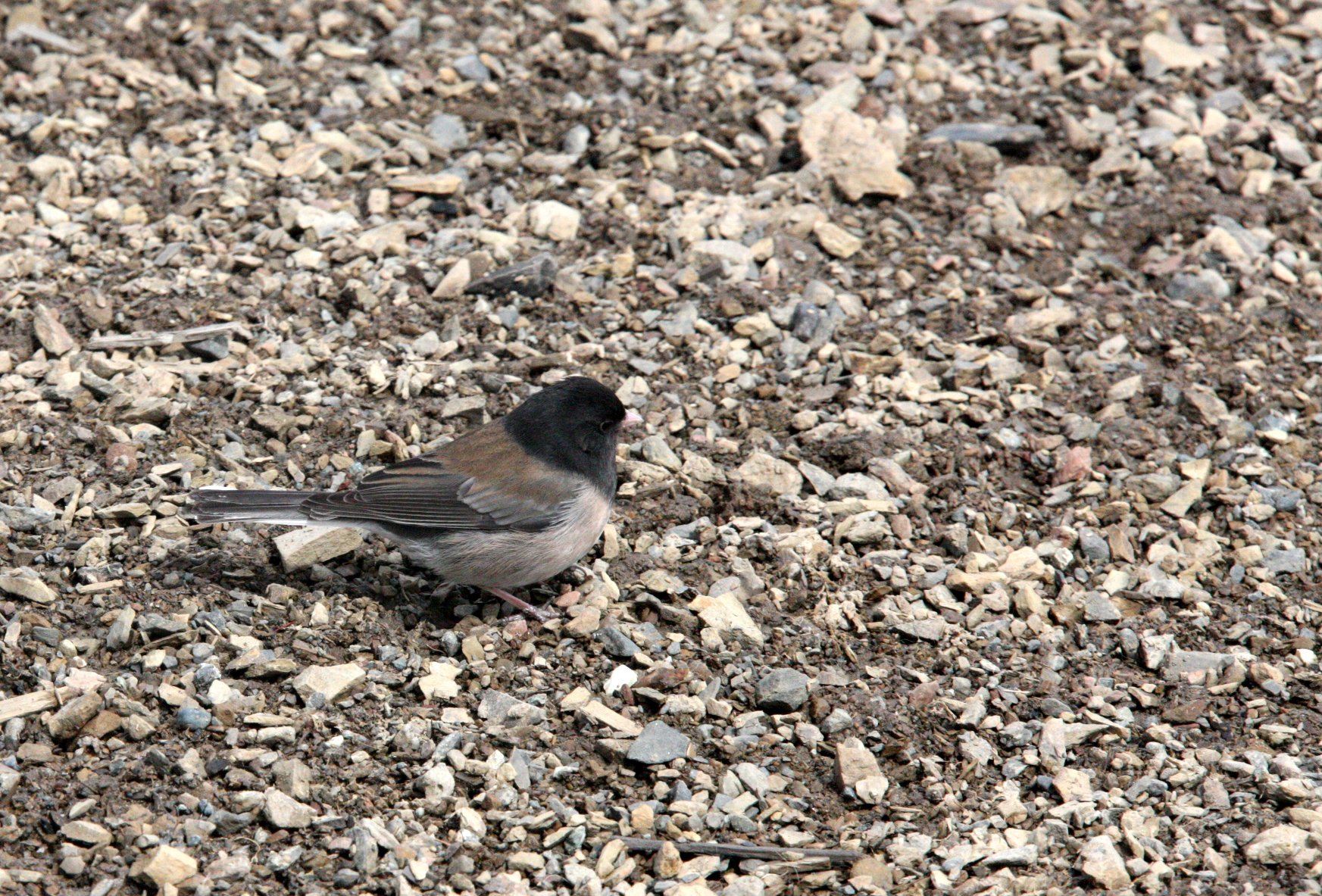 Dark-eyed Junco (Junco hyemalis) Muir Woods NP California