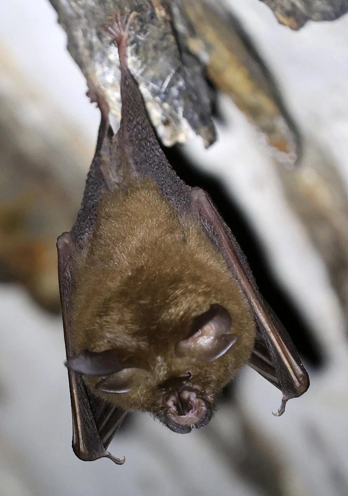 Pearson’s Horseshoe Bat (Rhinolophus pearsonii) Wat Sa Nam Sai Temple Pak Chong Thailand (11).jpg