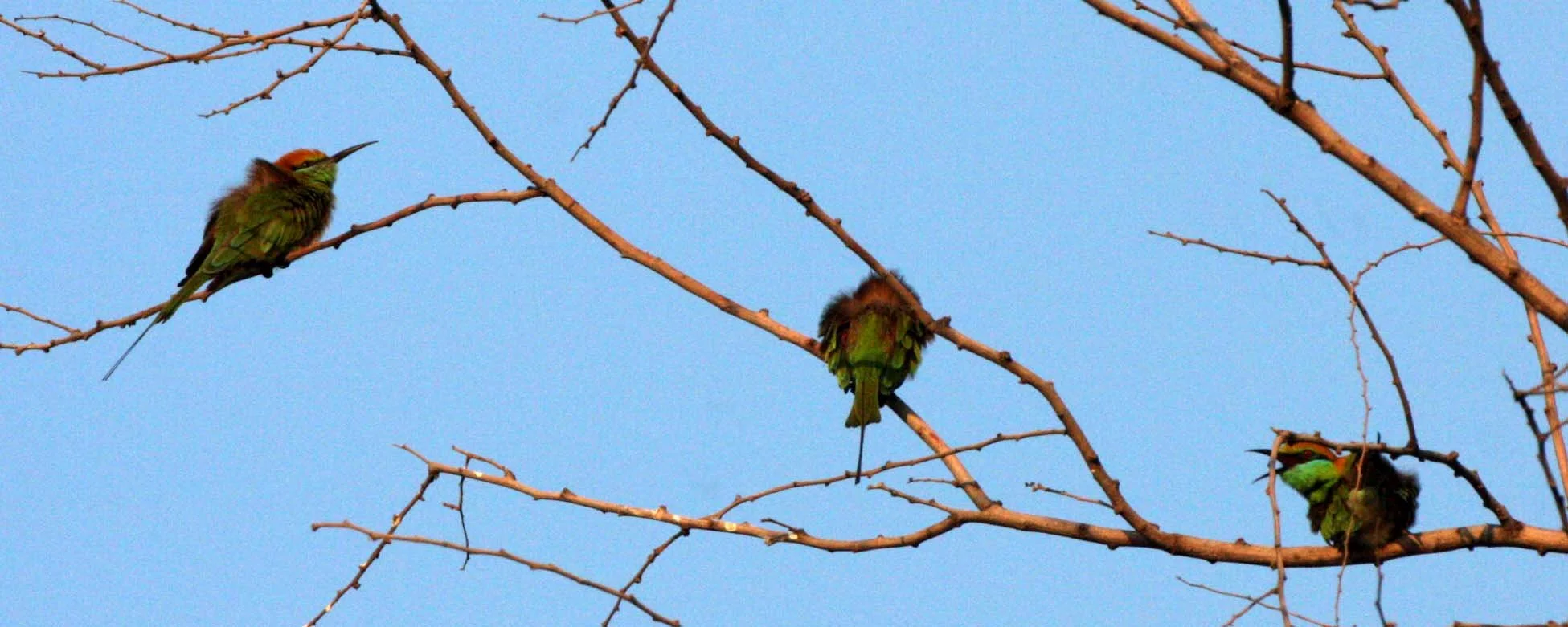 BEE-EATER - GREEN BEE-EATER - Merops orientalis - KHAO SAM ROI YOT THAILAND (11).JPG