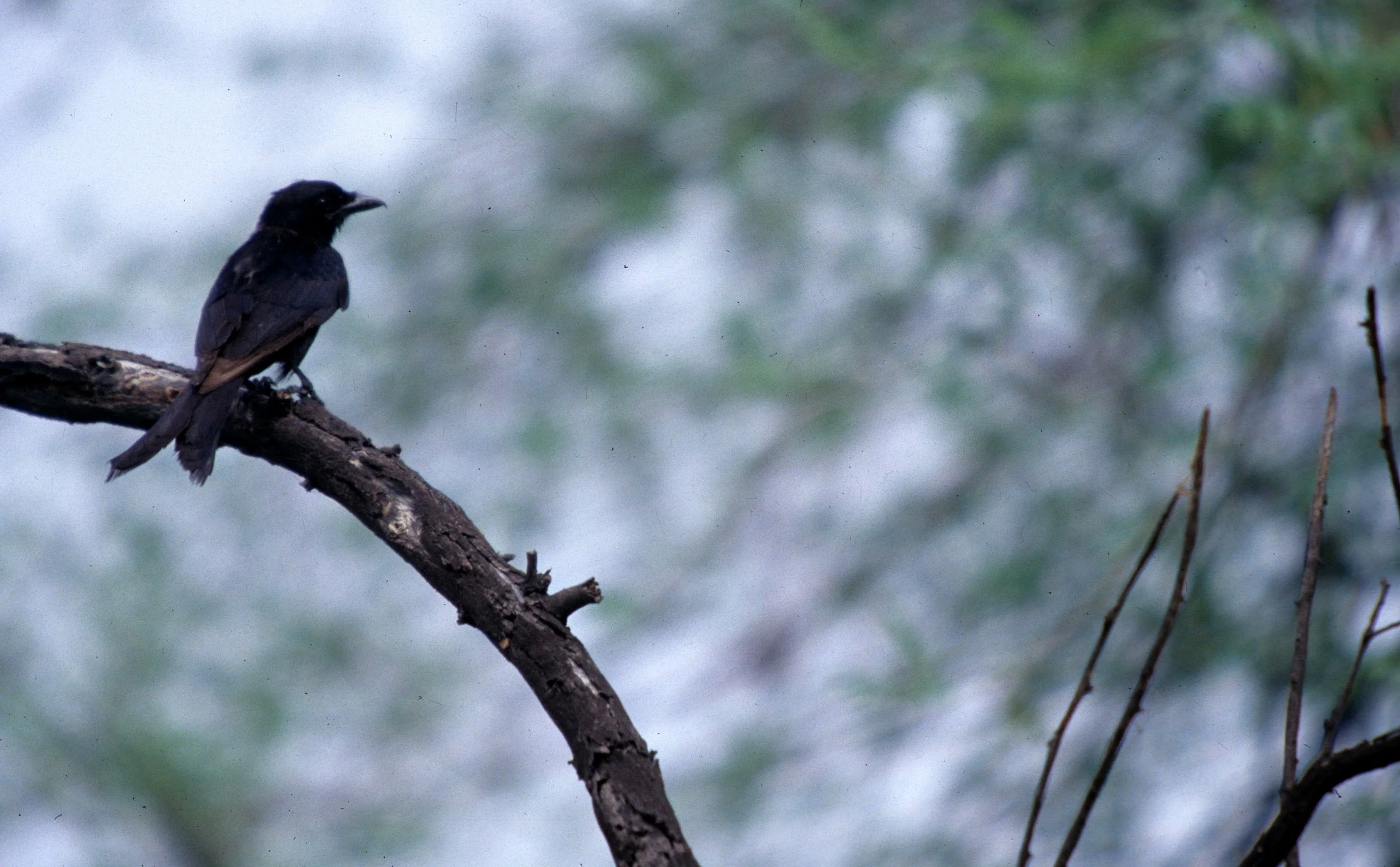 BIRD - DRONGO - FORK-TAILED DRONGO - KALEODEO INDIA.jpg