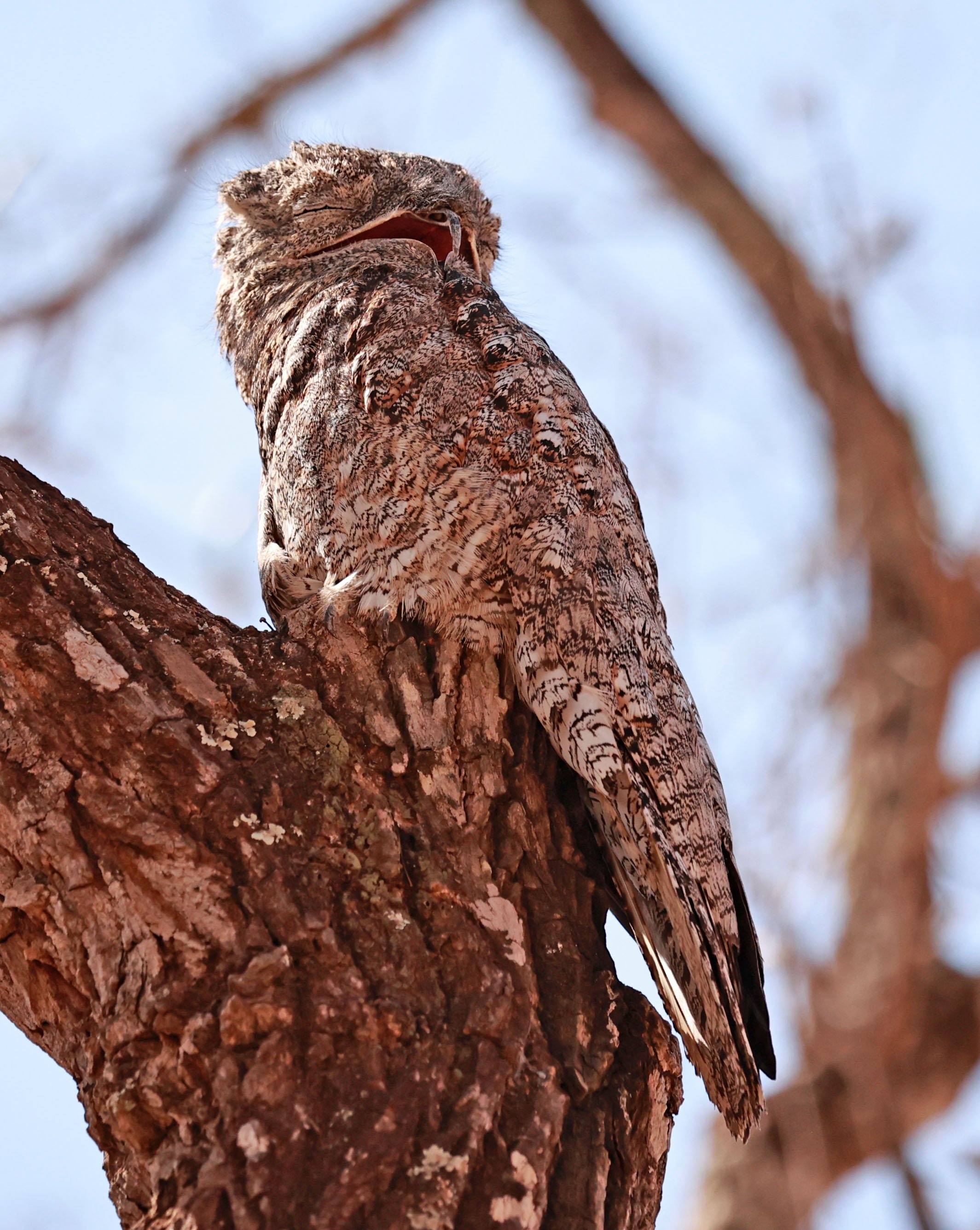 Potoo - Great Potoo - Nyctibius grandis - Porto Alegre Lodge, Pantanal (11).jpg