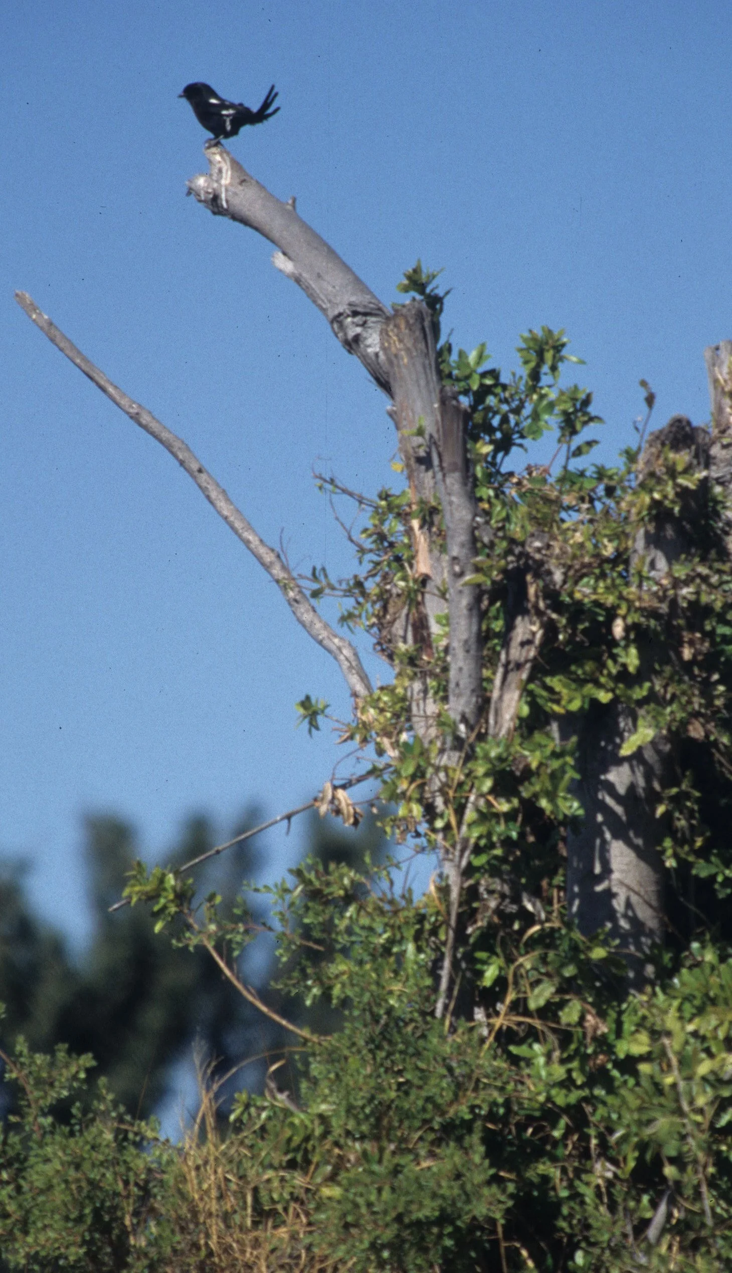 Magpie (Long-tailed) Shrike (Lanius melanoleucus) Kalahari Desert Southern Africa (2).jpg