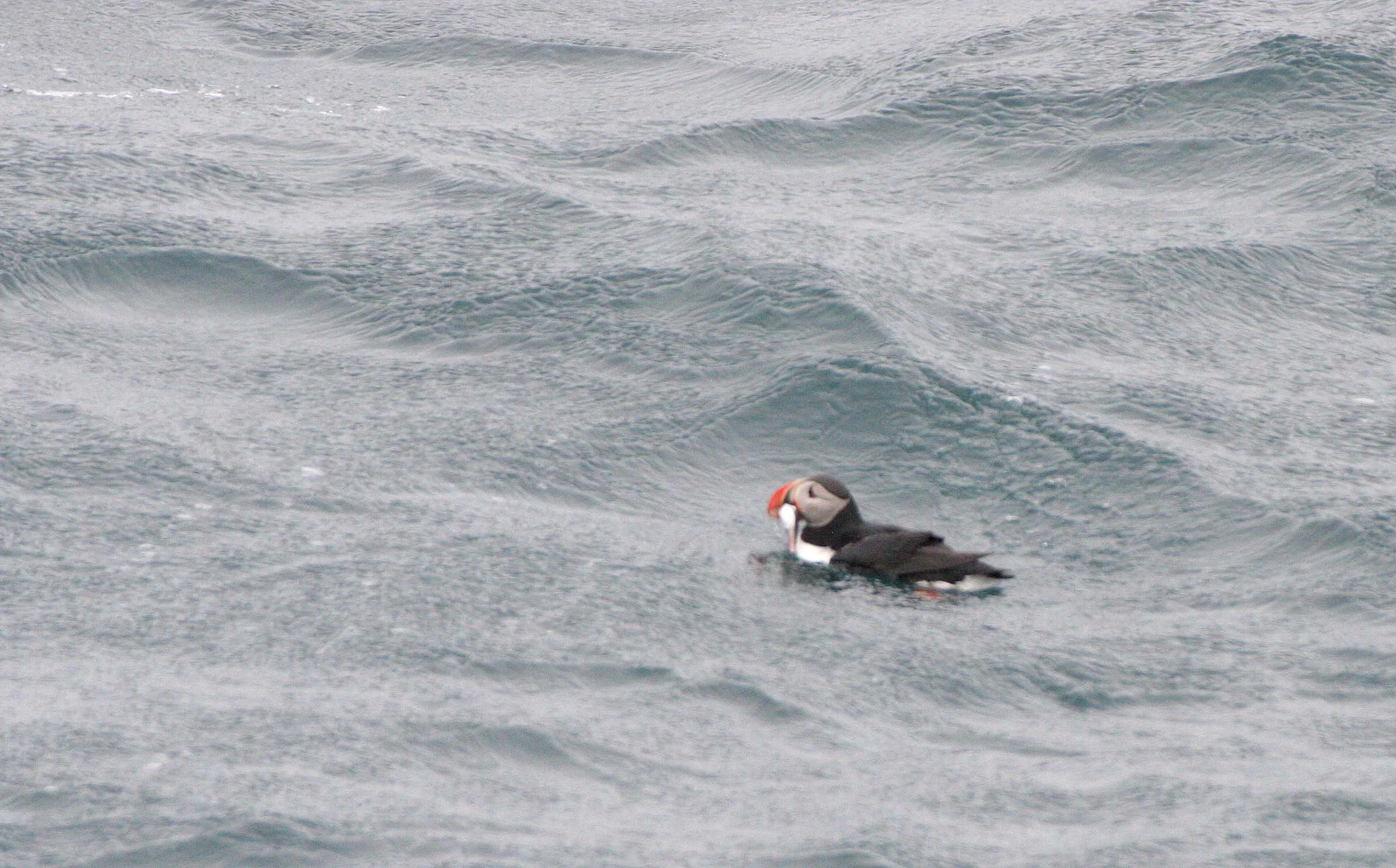 Fratercula arctica - ATLANTIC PUFFIN - SVALBARD (10).jpg