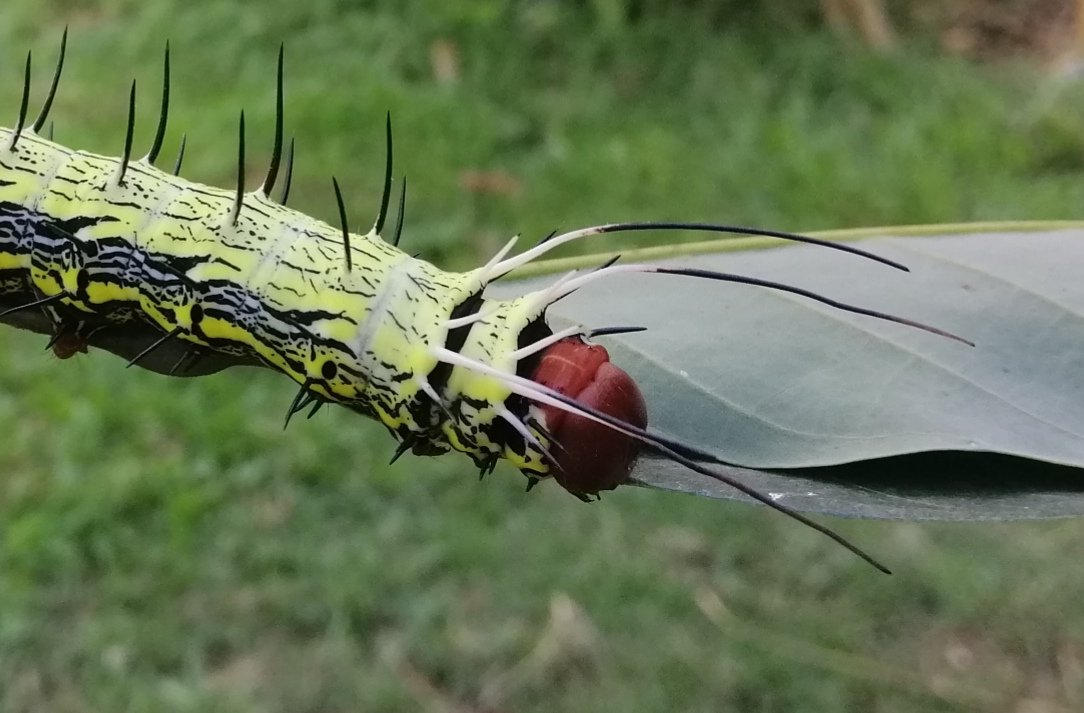 Large Dragon-tailed Caterpillar (Dudusa synopla)