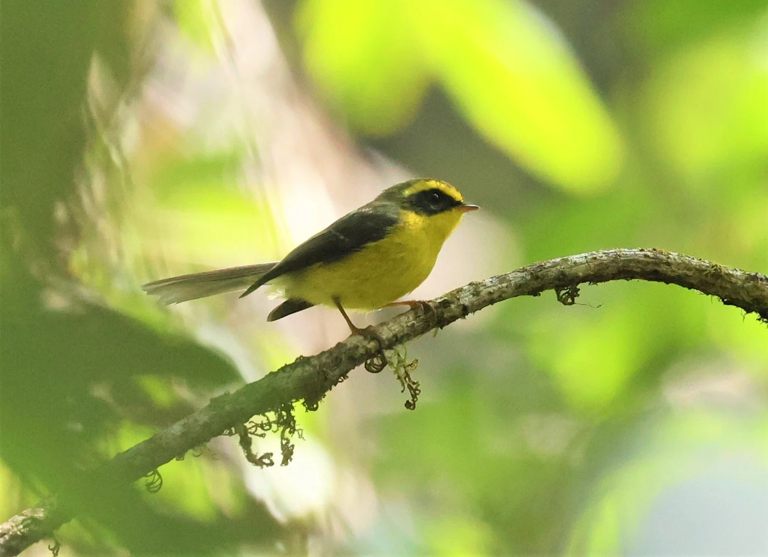 FANTAIL - YELLOW-BELLIED FAIRY-FANTAIL - Chelidorhynx hypoxanthus - DOI PHA HOM POK NP DOI LANG EAST FEB 2022 (5).jpg