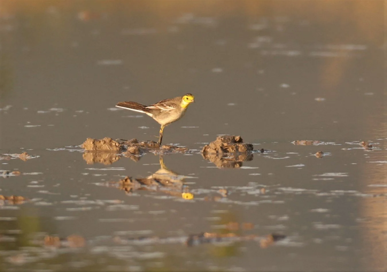 CITRINE WAGTAIL - Motacilla citreola - TATHORN RICEFIELDS CHIANG MAI FEB 2022 (47).jpg