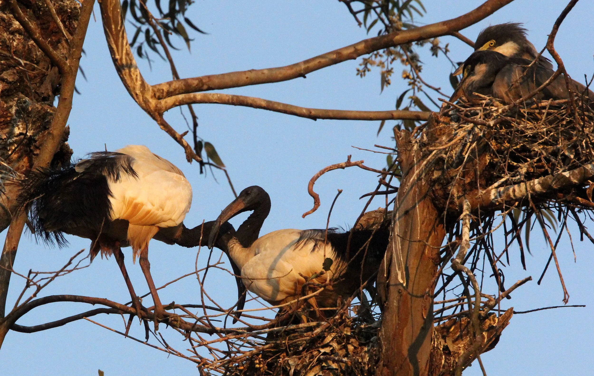 IBIS - AFRICAN SACRED IBIS - Threskiornis aethiopicus - NYUNGWE NATIONAL PARK RWANDA (542).JPG