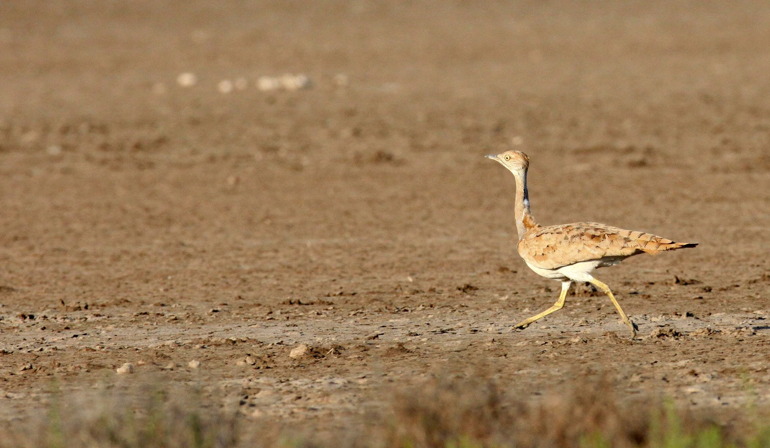 Macqueen's bustard (Chlamydotis macqueenii) Little Rann of Kutch, Gujarat India (22).JPG