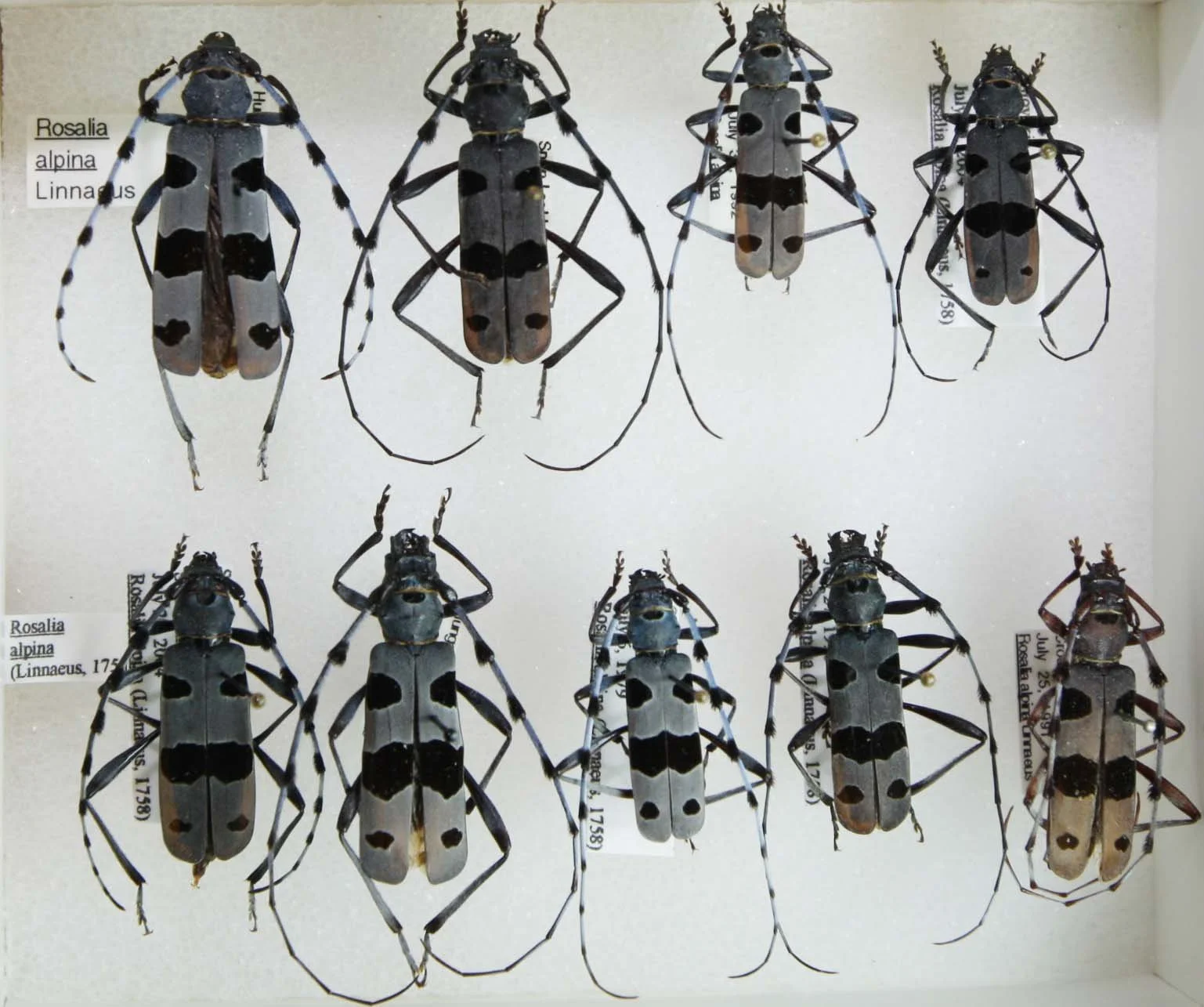 Cerambycinae - Rosalia (2).JPG