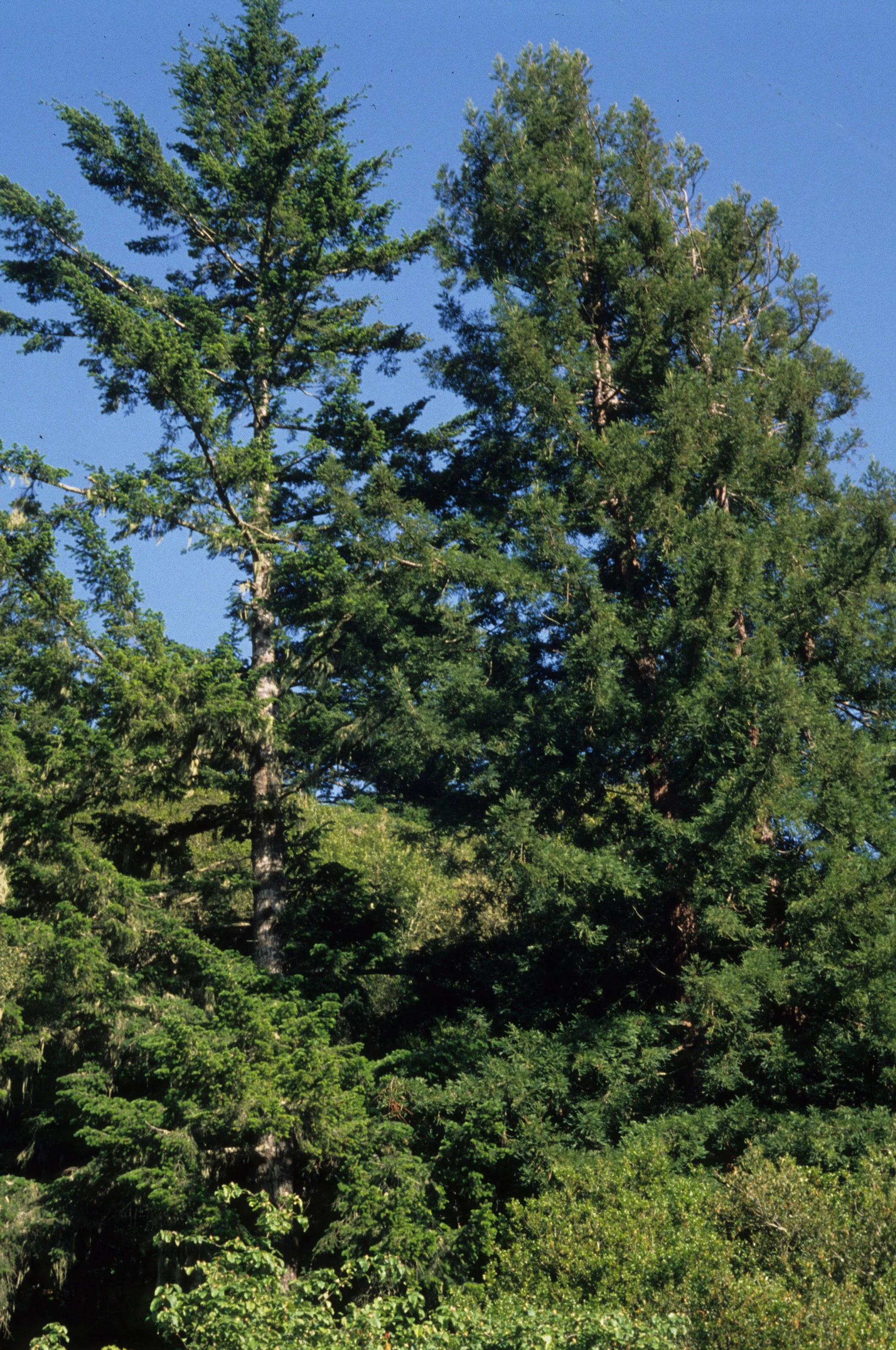 AMERICAN RIVER - MIXED CONIFER ZONE.jpg