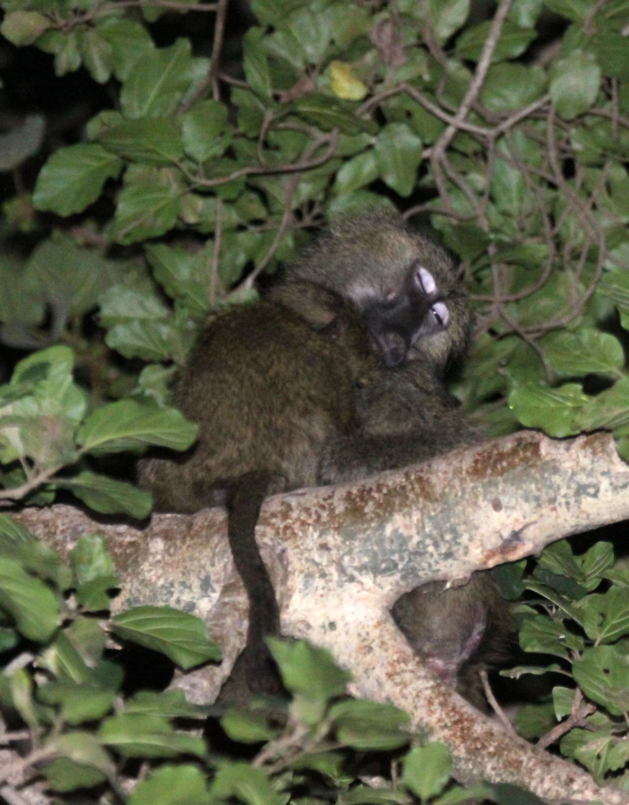 CERCOPITHECIDAE - Papio anubis - OLIVE BABOON - LANGANO LAKE ETHIOPIA (12).JPG