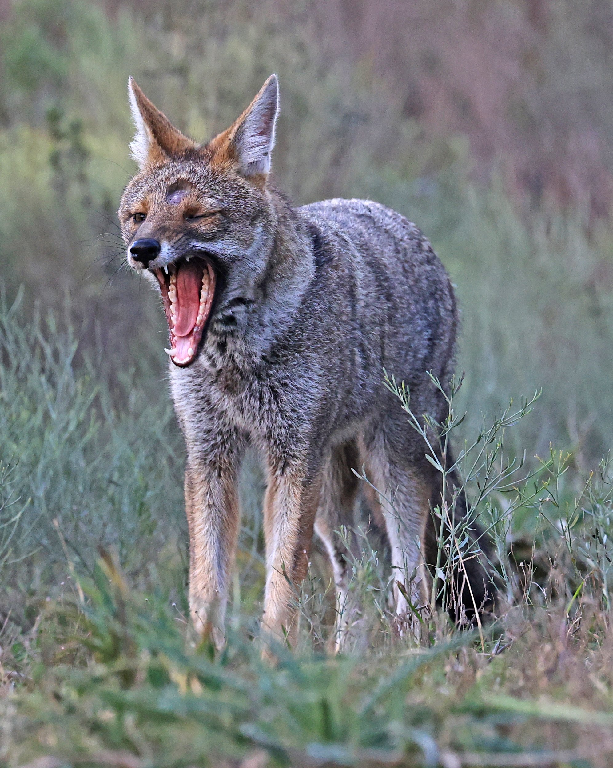 Pampas Fox (Lycalopex gymnocercus) El Palmar National Park, Entre Rios, Argentina (57).jpg