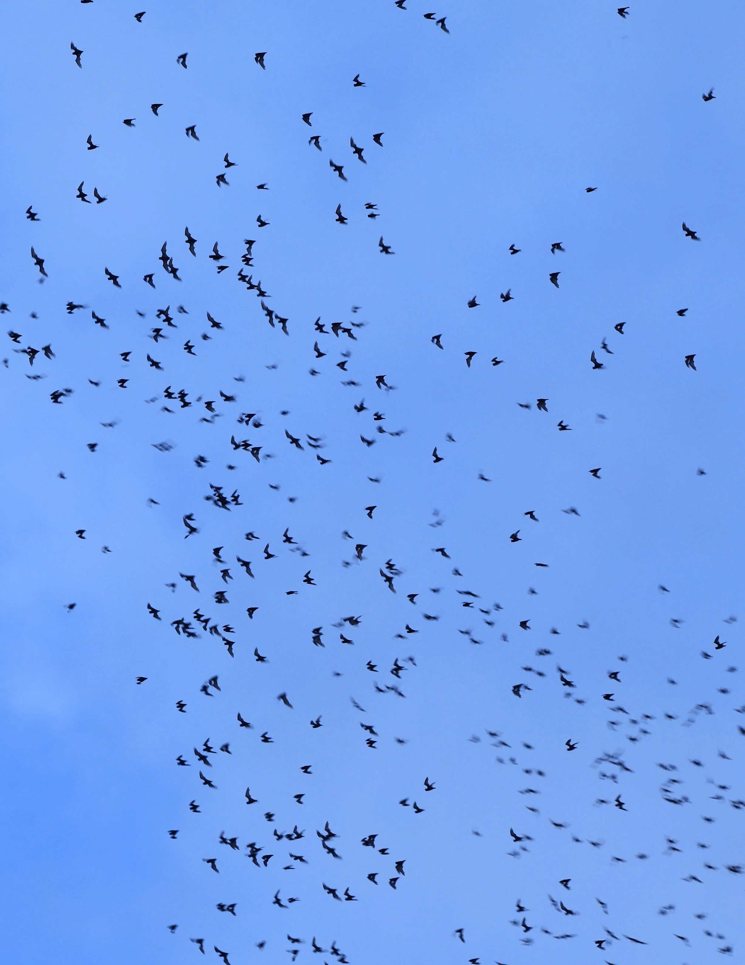 Khao Nor Khao Kaew Bat Viewing Nakhon Sawan (41).jpg