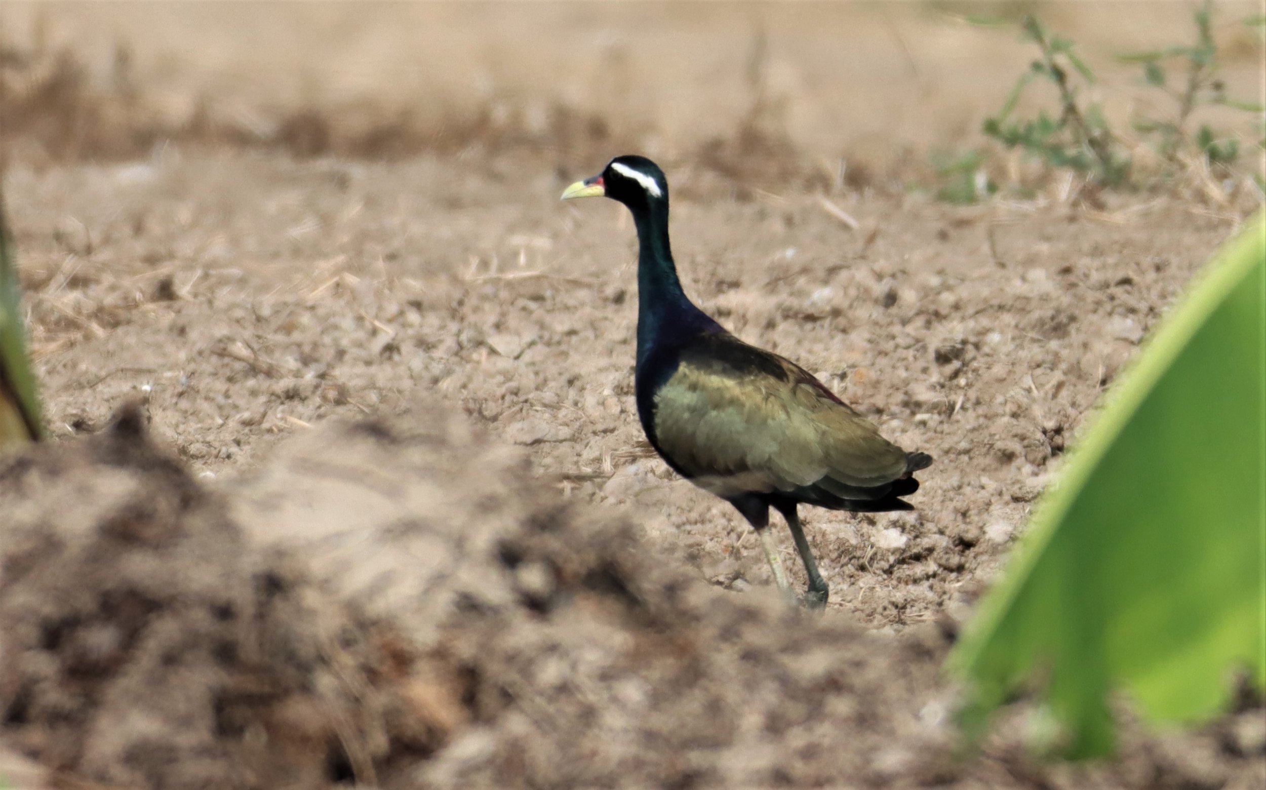 JACANA - BRONZE-WINGED JACANA - Metopidius indicus - LAT KRABANG WETLANDS NEAR BKK (33).jpg
