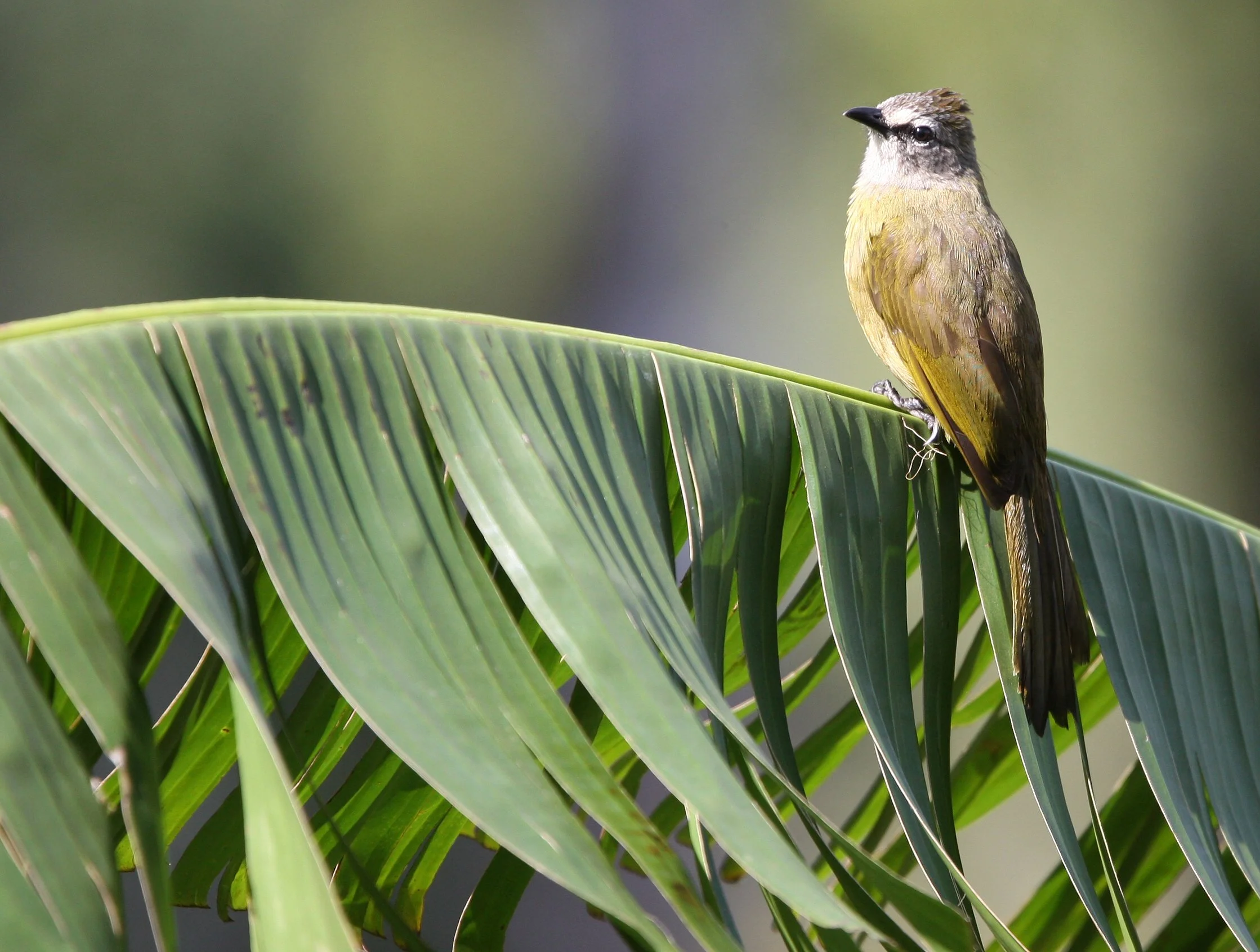 BULBUL - FLAVESCENT BULBUL - Pycnonotus flavescens - KAENG KRACHAN NP THAILAND (16).JPG