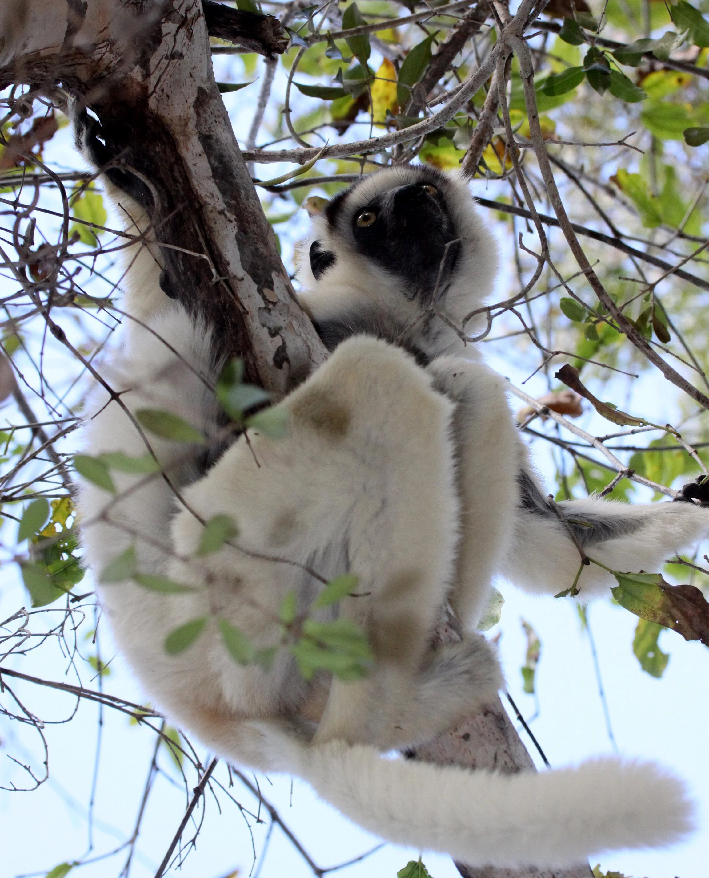 INDRIIDAE - Propithecus verreauxi - VERREAUX'S SIFAKA - KIRINDY NATIONAL PARK - MADAGASCAR (22).JPG