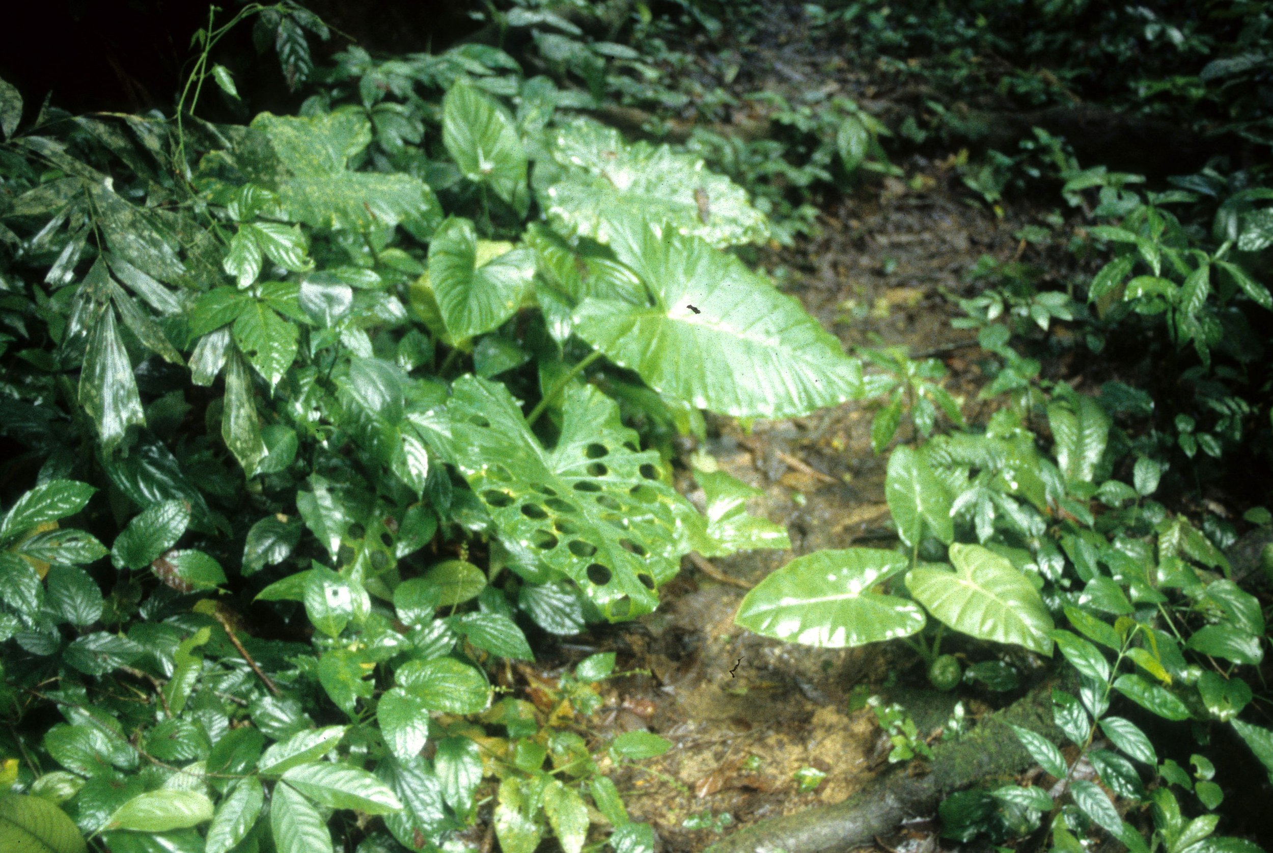 CUC PHUONG NATIONAL PARK - 1994 (23).jpg