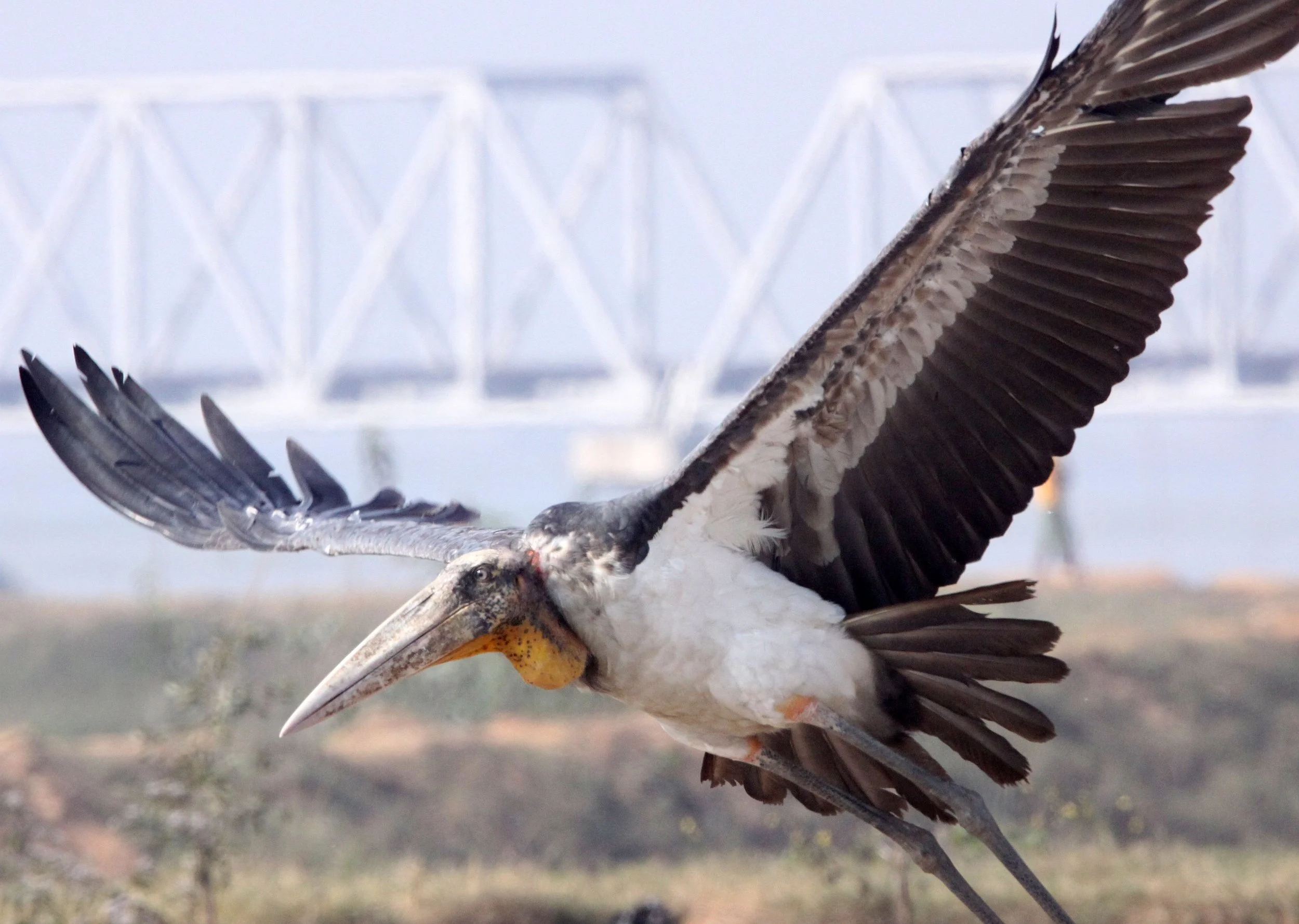 STORK - GREATER ADJUTANT STORK - Leptoptilos dubius - GUWAHATI DUMP ASSAM INDIA (29).JPG