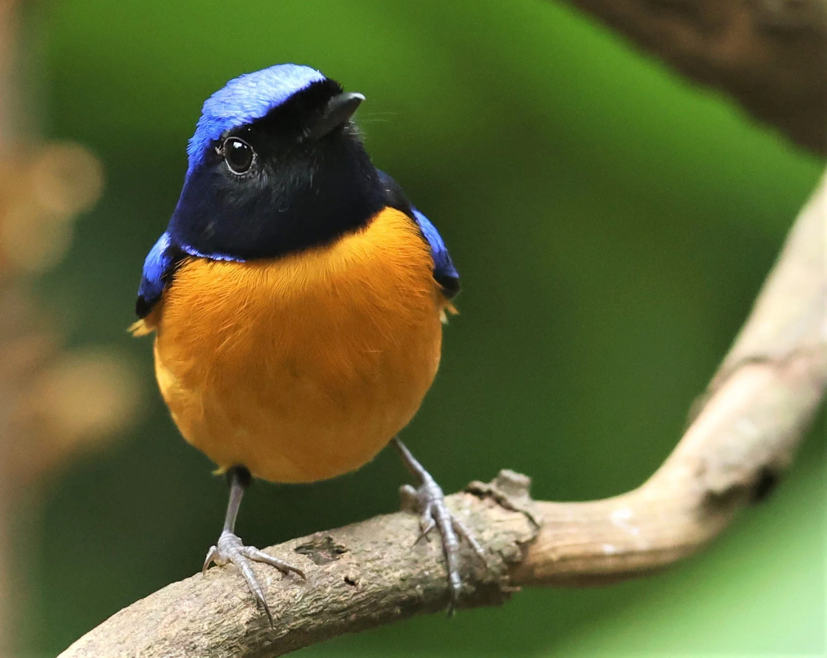 NILTAVA - RUFOUS-BELLIED NILTAVA - Niltava sundar - DOI INTHANON NP CHIANG MAI, DEC 2021 (60).JPG