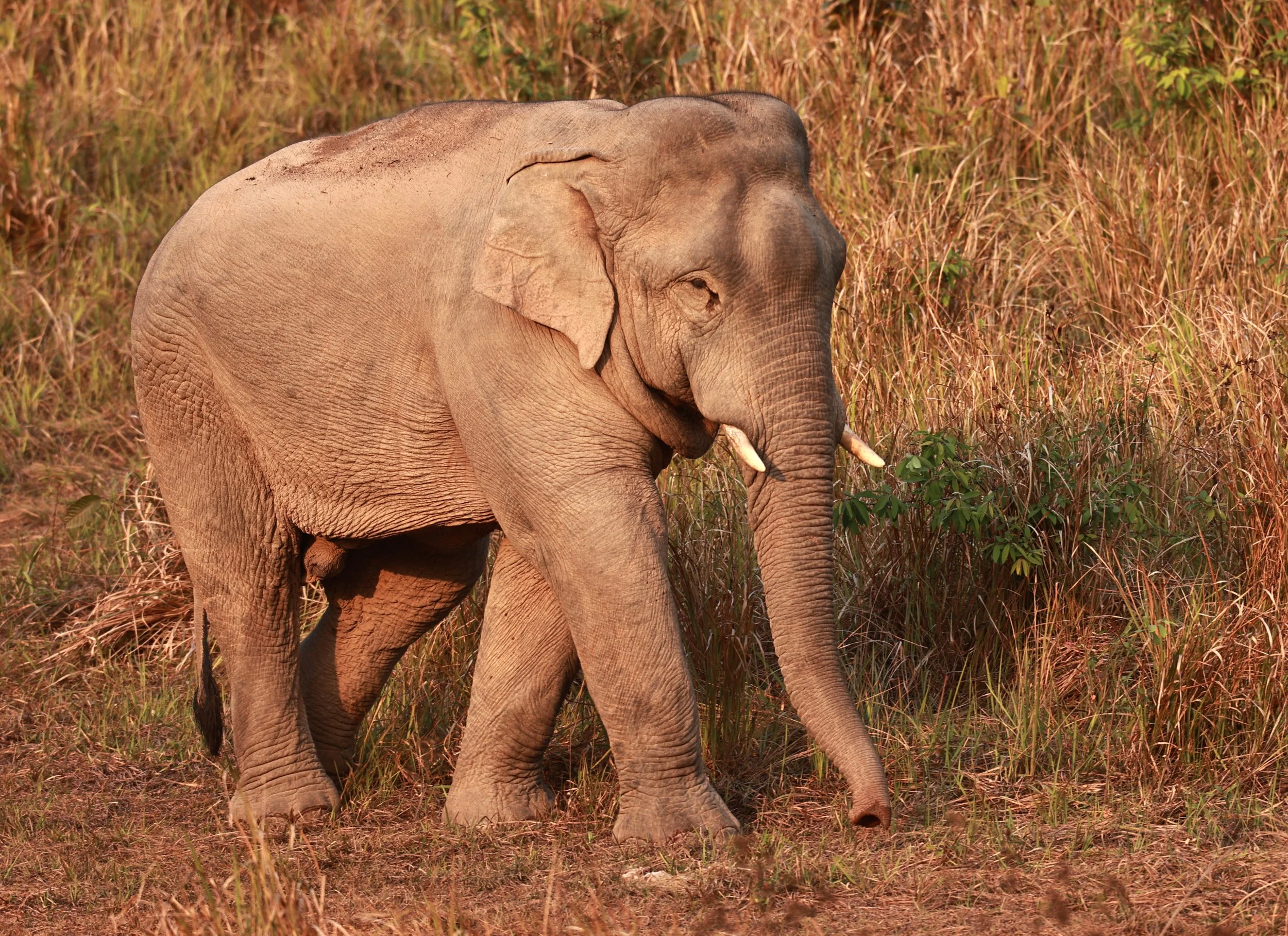 Asian Elephant (Elephas maximus) Khao Yai National Park, Thailand (63).jpg