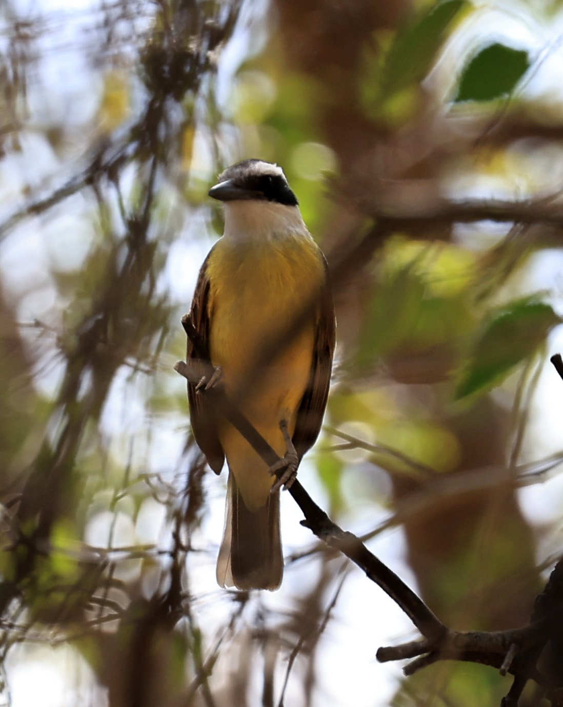 Great Kiskadee (Pitangus sulphuratus) Hotel Campestre Iparoma Paraguay.jpg