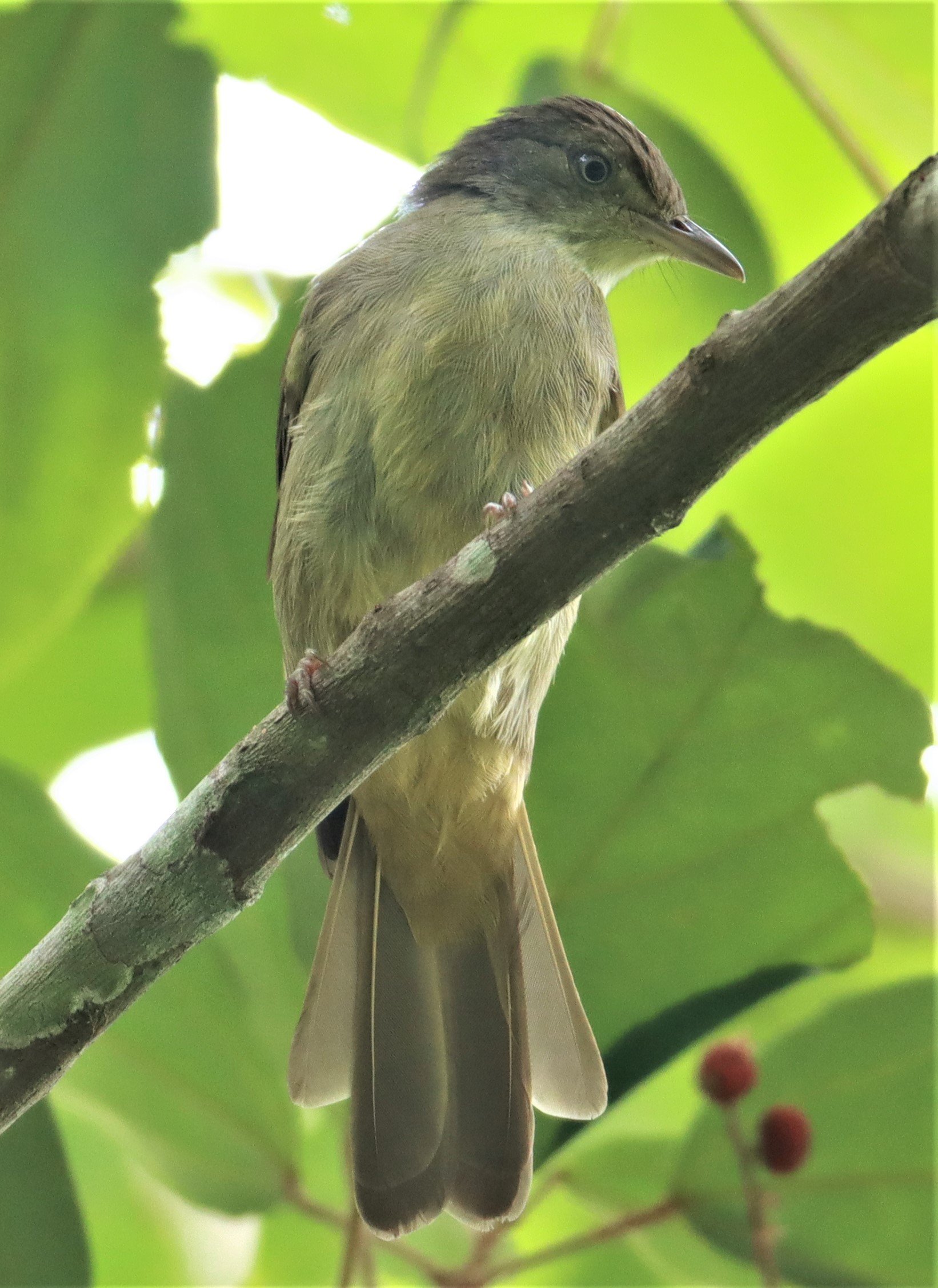 BULBUL - BUFF-VENTED BULBUL - Iole crypta - Sa Nang Manora Forest Park PHANG NGA PROVINCE (22).jpg