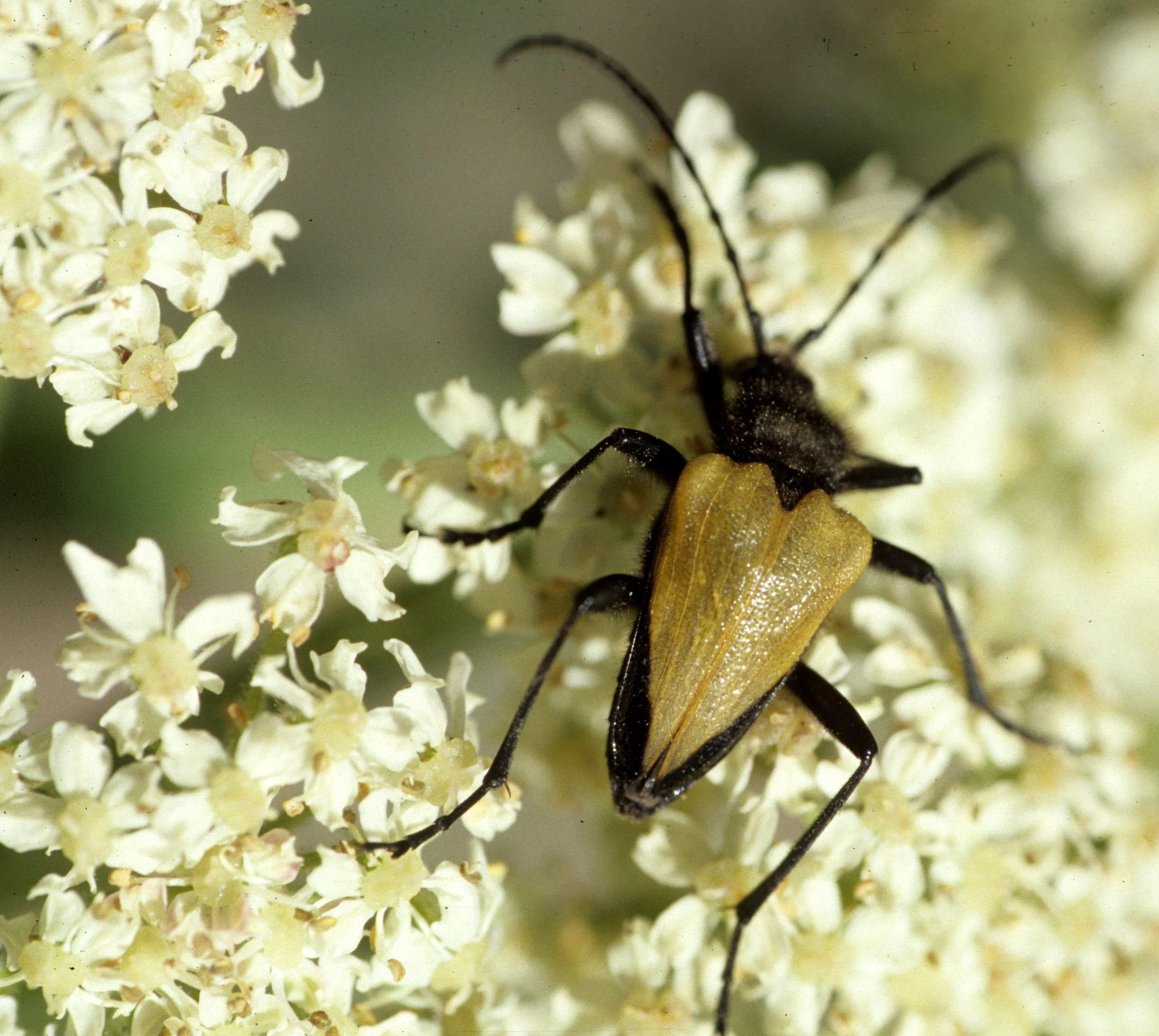 INVERT - COLEOPTERA - PACHYTA ARMATA - POLINATING UMBELLIFERAN.jpg