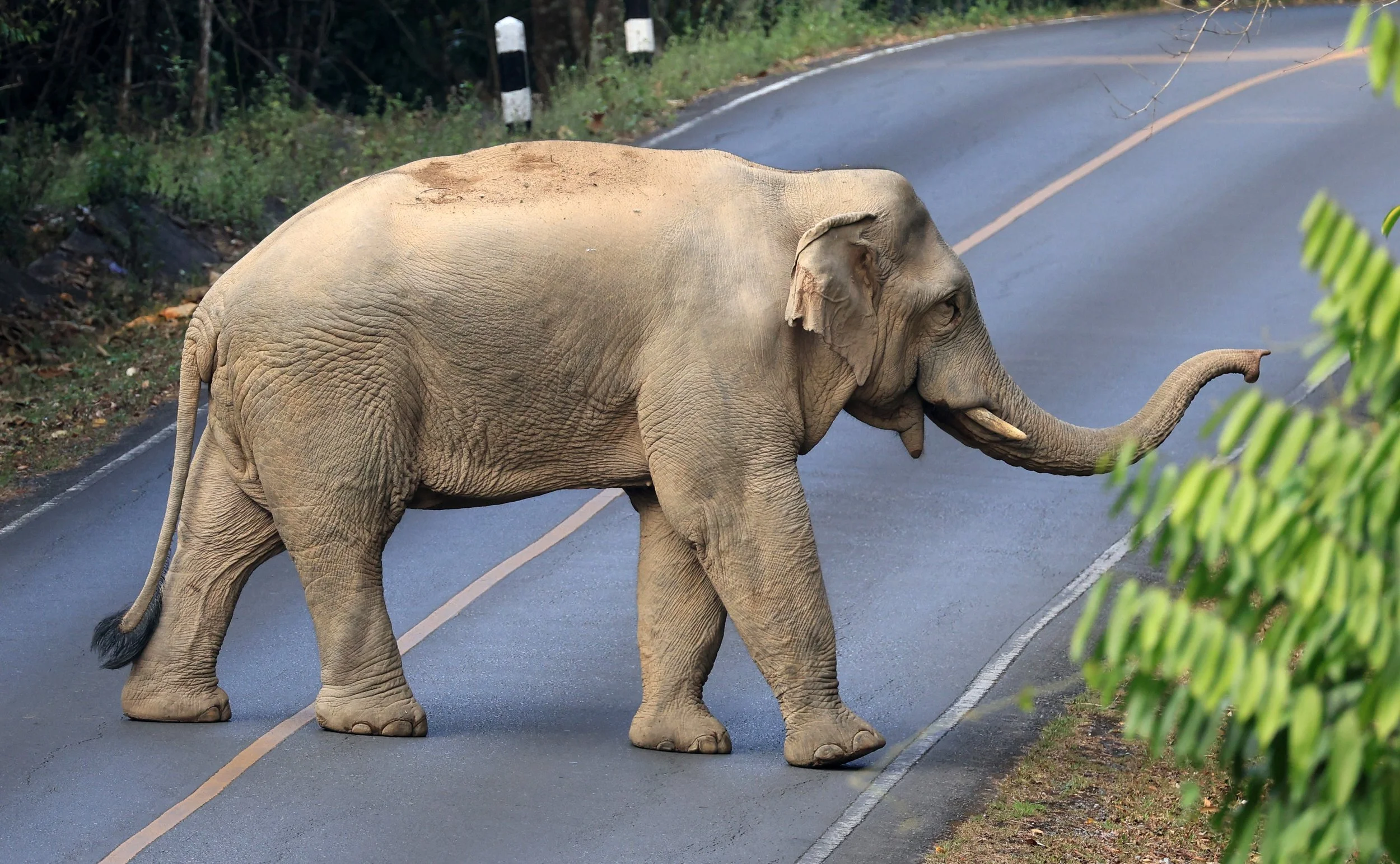 Asian Elephant (Elephas maximus) Khao Yai National Park, Thailand (89).jpg