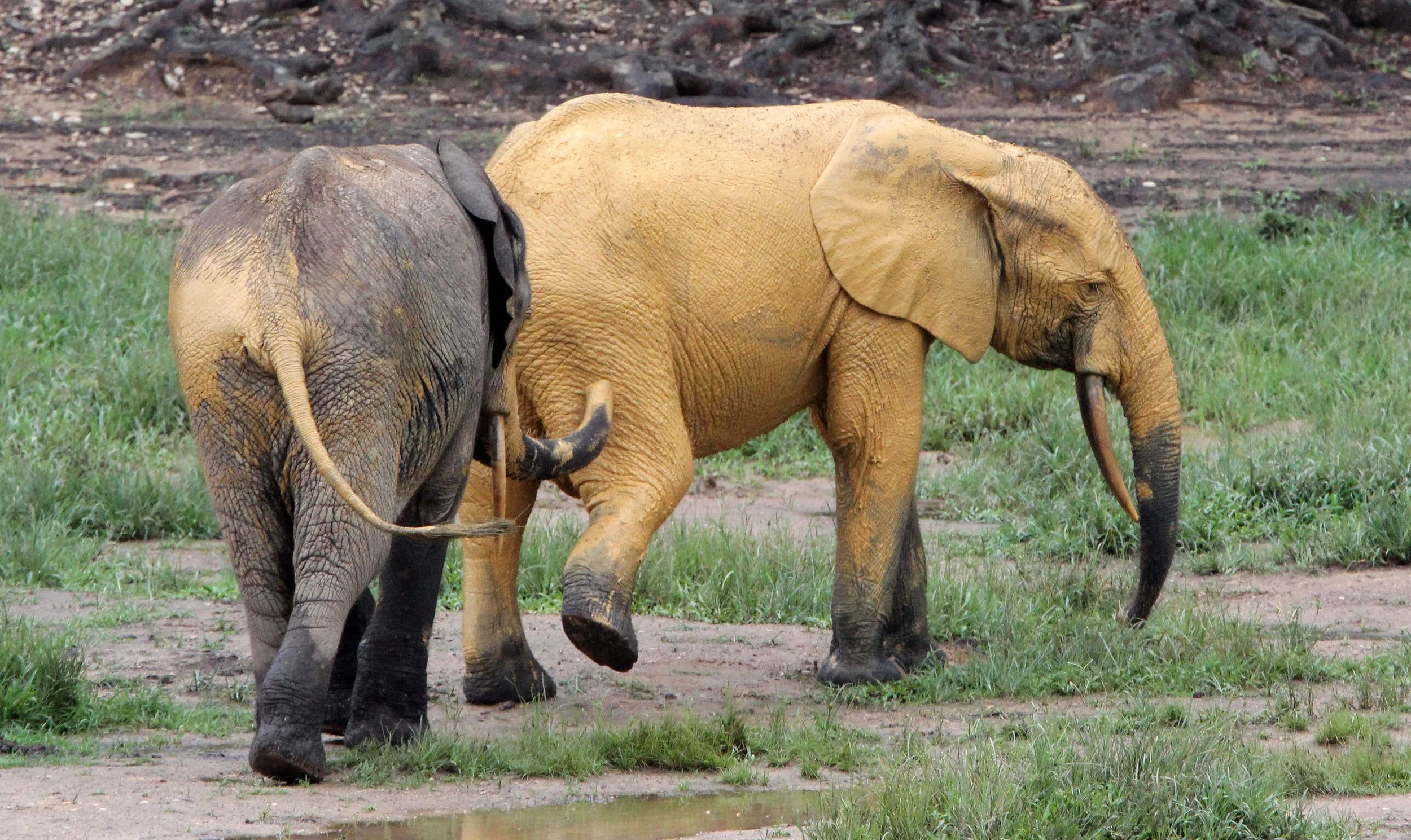 ELEPHANT - FOREST ELEPHANT - DZANGA BAI - DZANGA NDOKI NP CENTRAL AFRICAN REPUBLIC (177).JPG