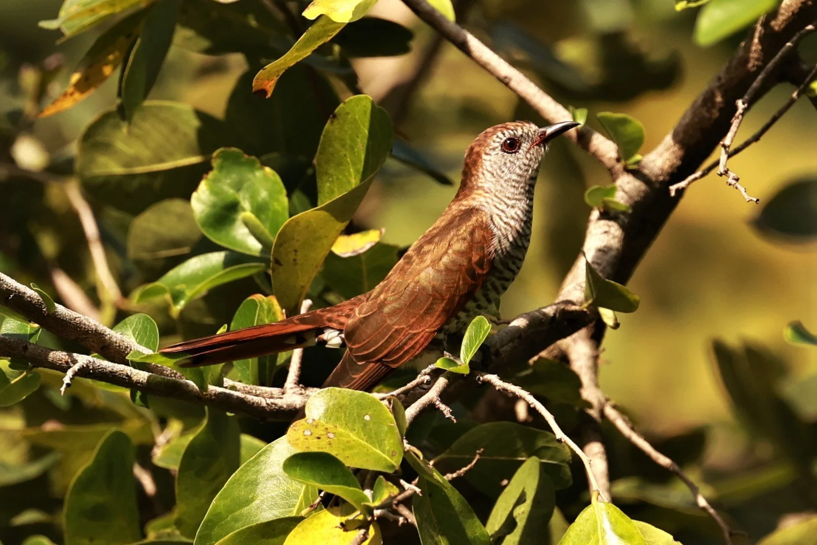Violet Cuckoo (Chrysococcyx xanthorhynchus) Rama IX Park Bangkok (47).jpg