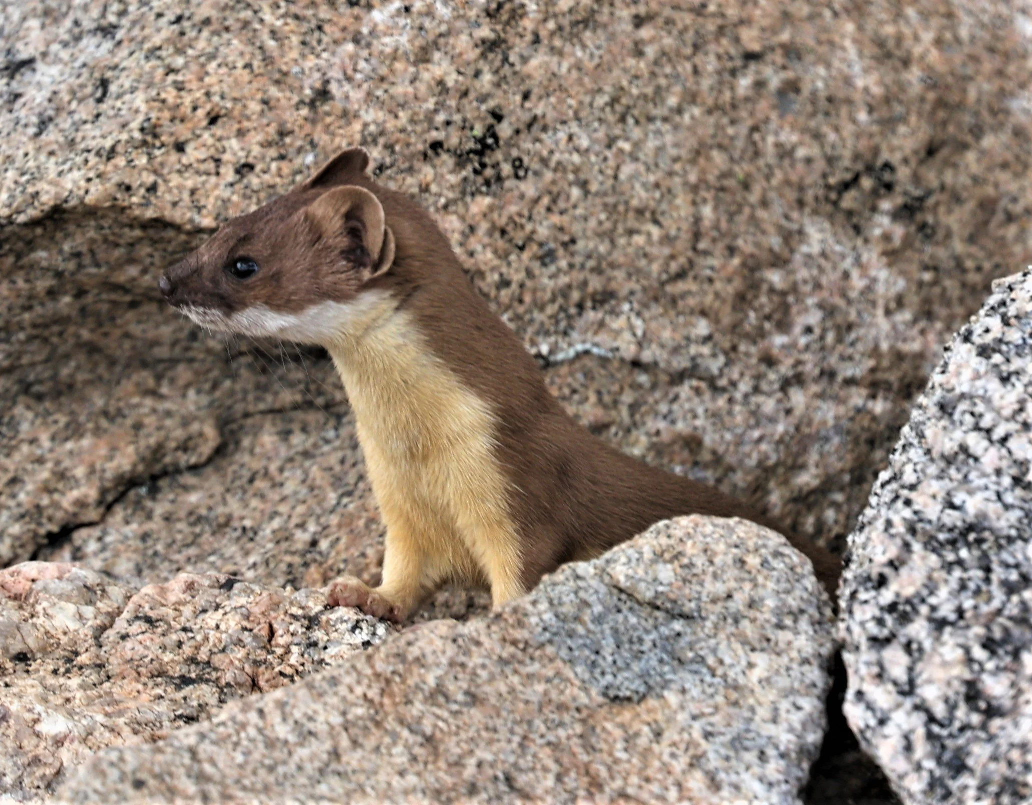 Amazon Weasel Neogale frenata Long-tailed Weasel — Coke Smith Wildlife