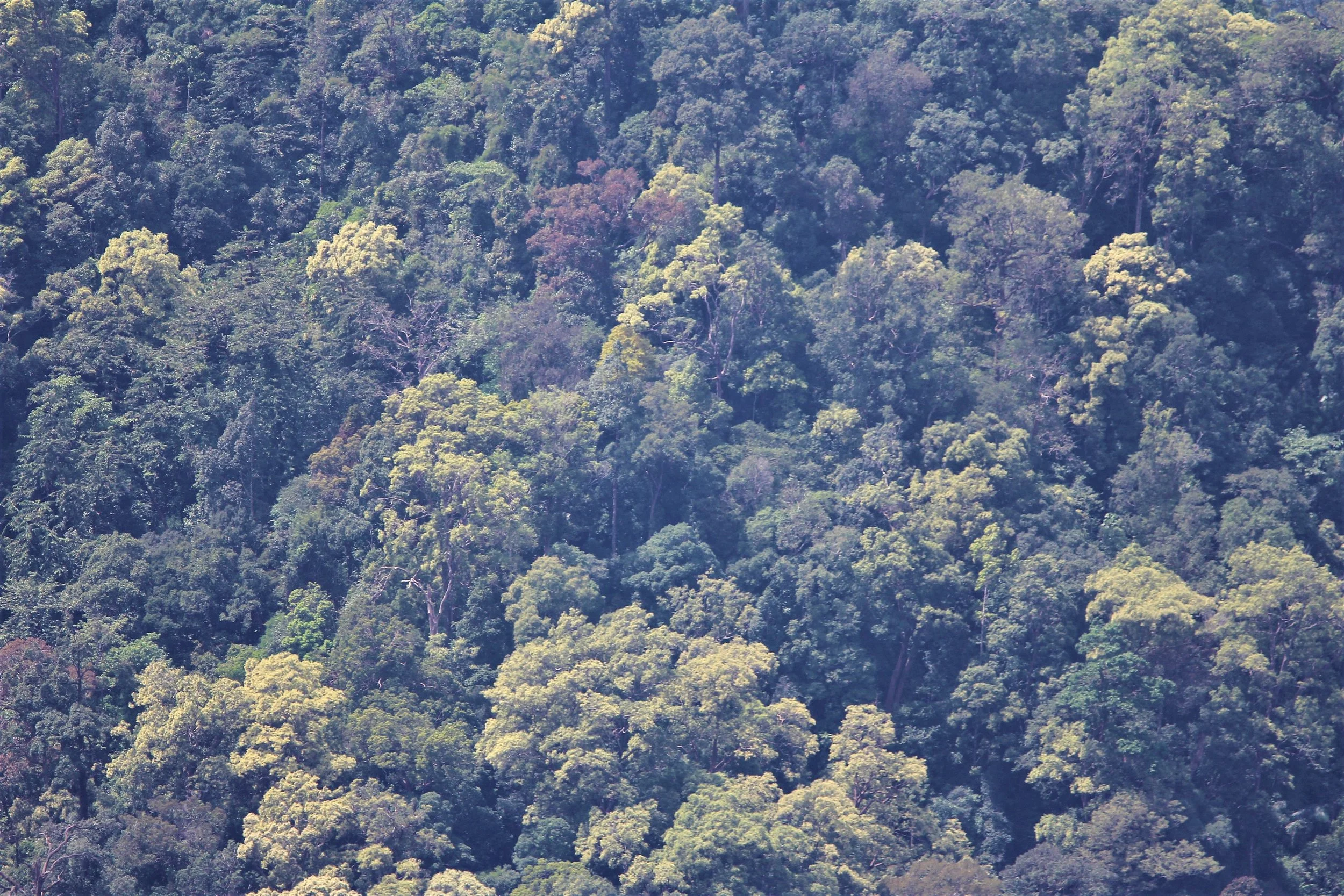 Dry Everygreen Forest of Mae Wong NP