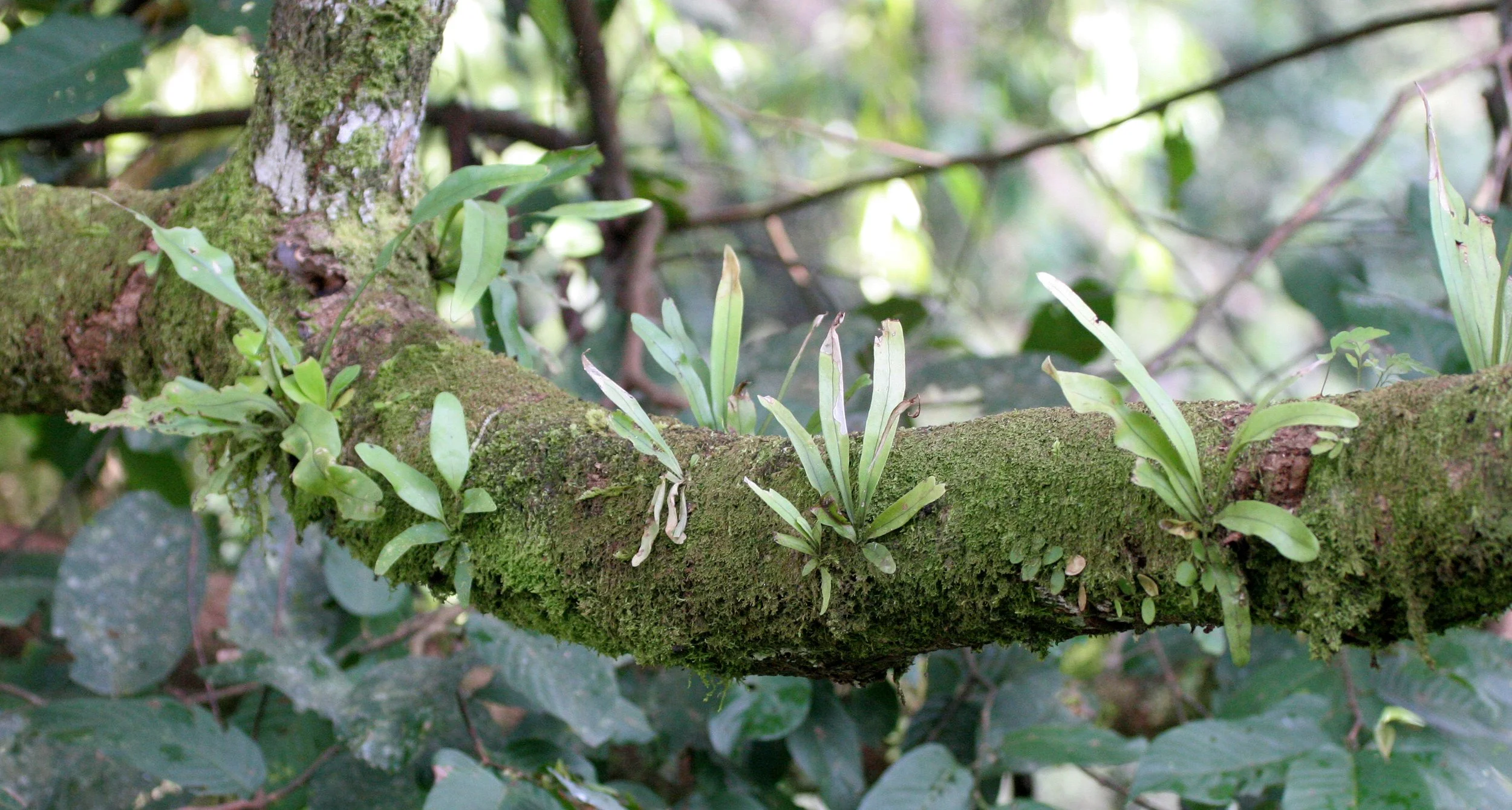 DANUM VALLEY BORNEO - FERN SPECIES (3).JPG