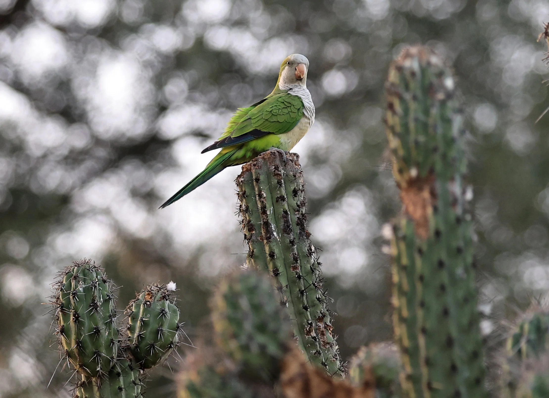 Monk Parakeet (Myiopsitta monachus) Fortin Toledo Paraguay  (6).jpg