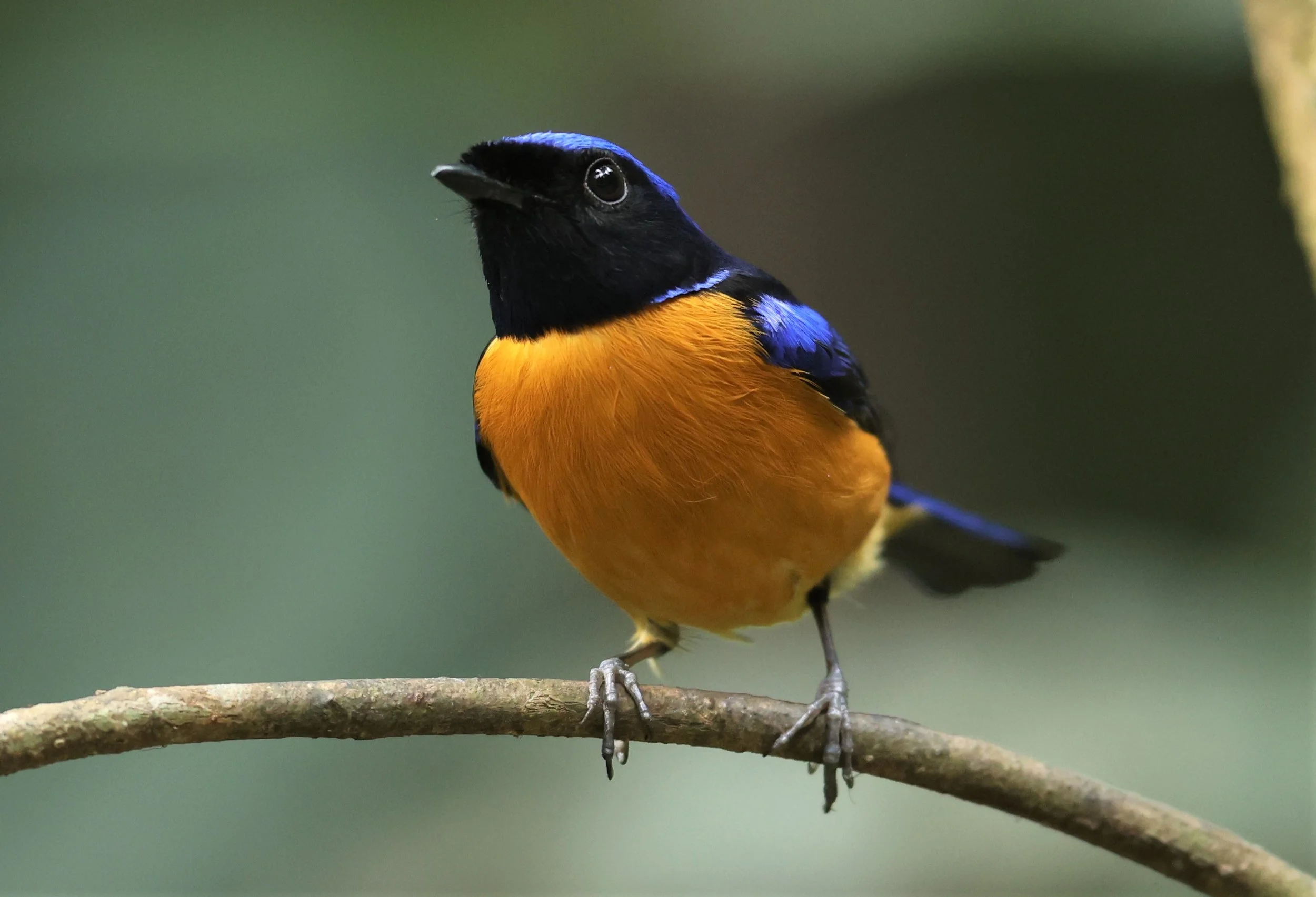 NILTAVA - RUFOUS-BELLIED NILTAVA - Niltava sundar - DOI INTHANON NP CHIANG MAI, DEC 2021 (12).JPG