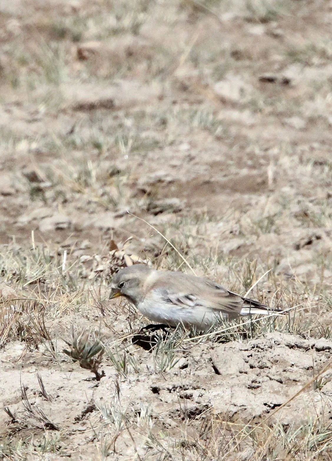 Mongolian Finch (Bucanetes mongolicus) Ku Hai Laike, Qinghai China (2).JPG
